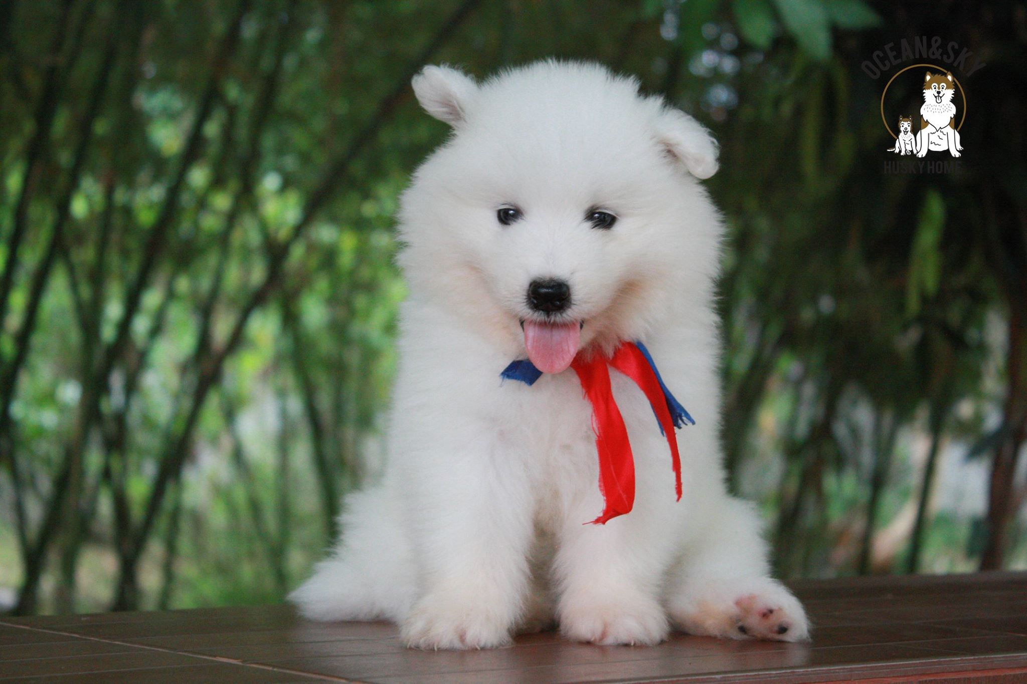 ซามอยด์ (Samoyed) ซามอยด์