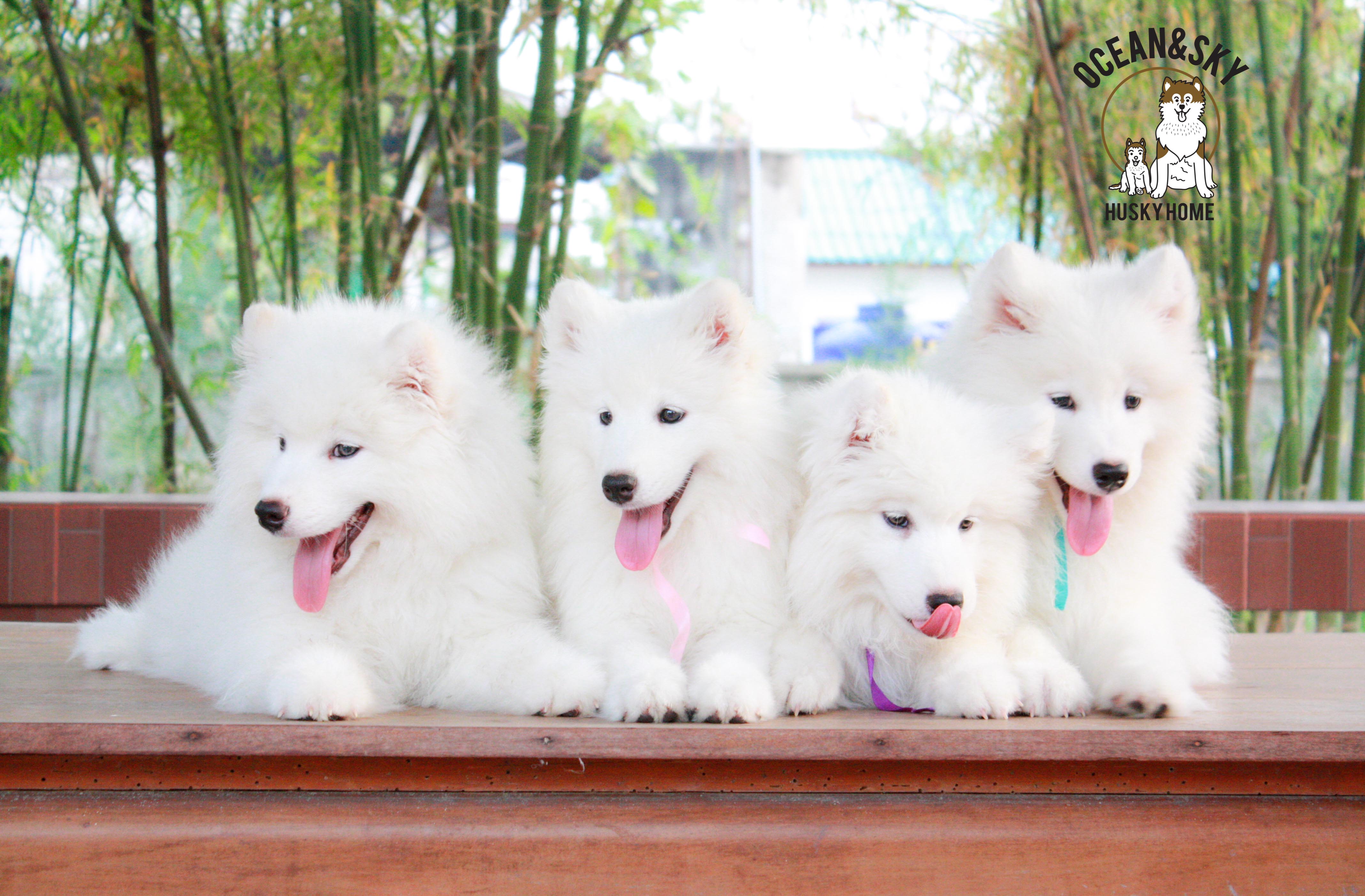 Samoyed , ซามอยด์ , ขายซามอยด์ , ขายSamoyed , ขายลูกสุนัขซามอยด์ ,ขายลูกสุนัขSamoyed
