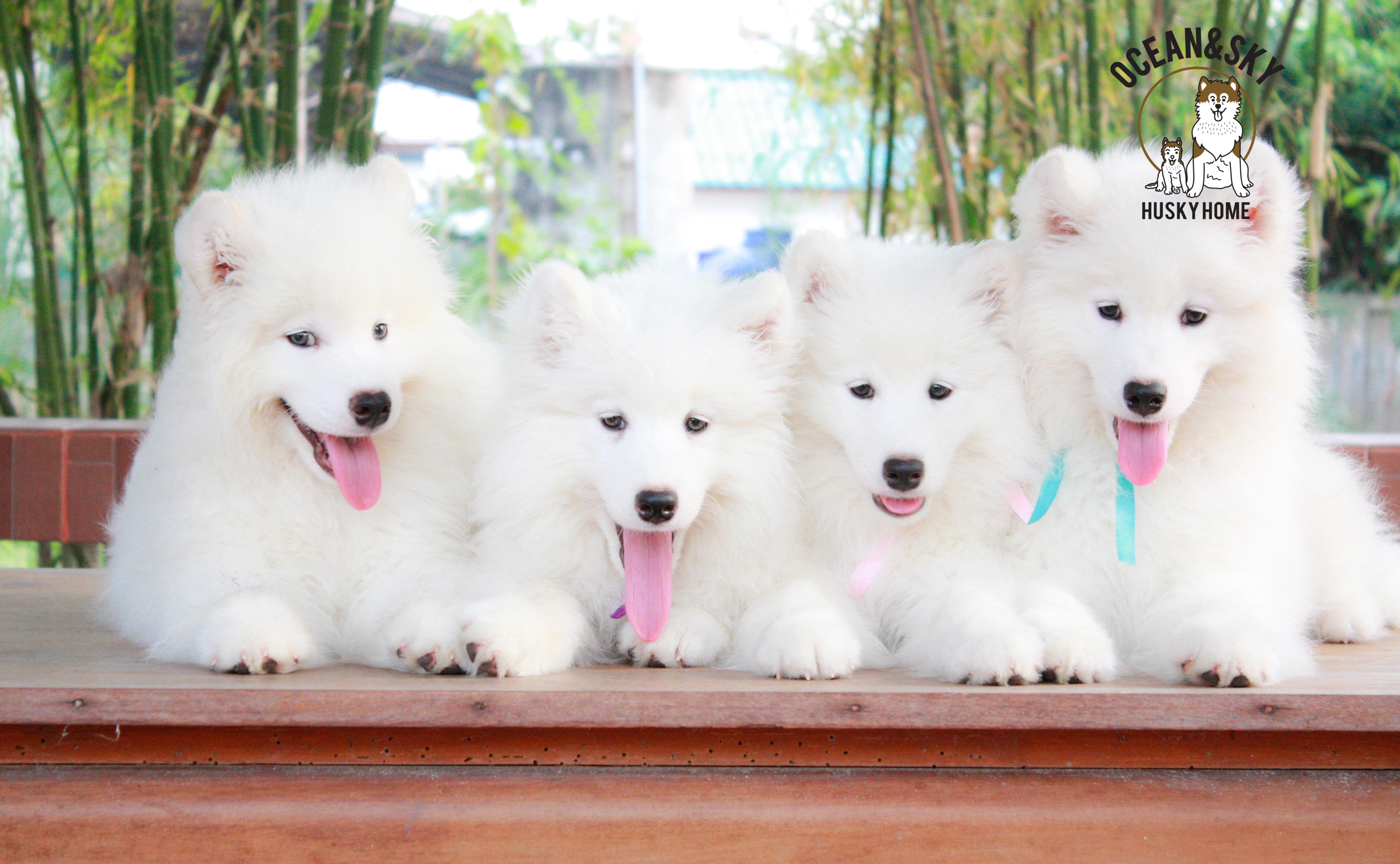 Samoyed , ซามอยด์ , ขายซามอยด์ , ขายSamoyed , ขายลูกสุนัขซามอยด์ ,ขายลูกสุนัขSamoyed