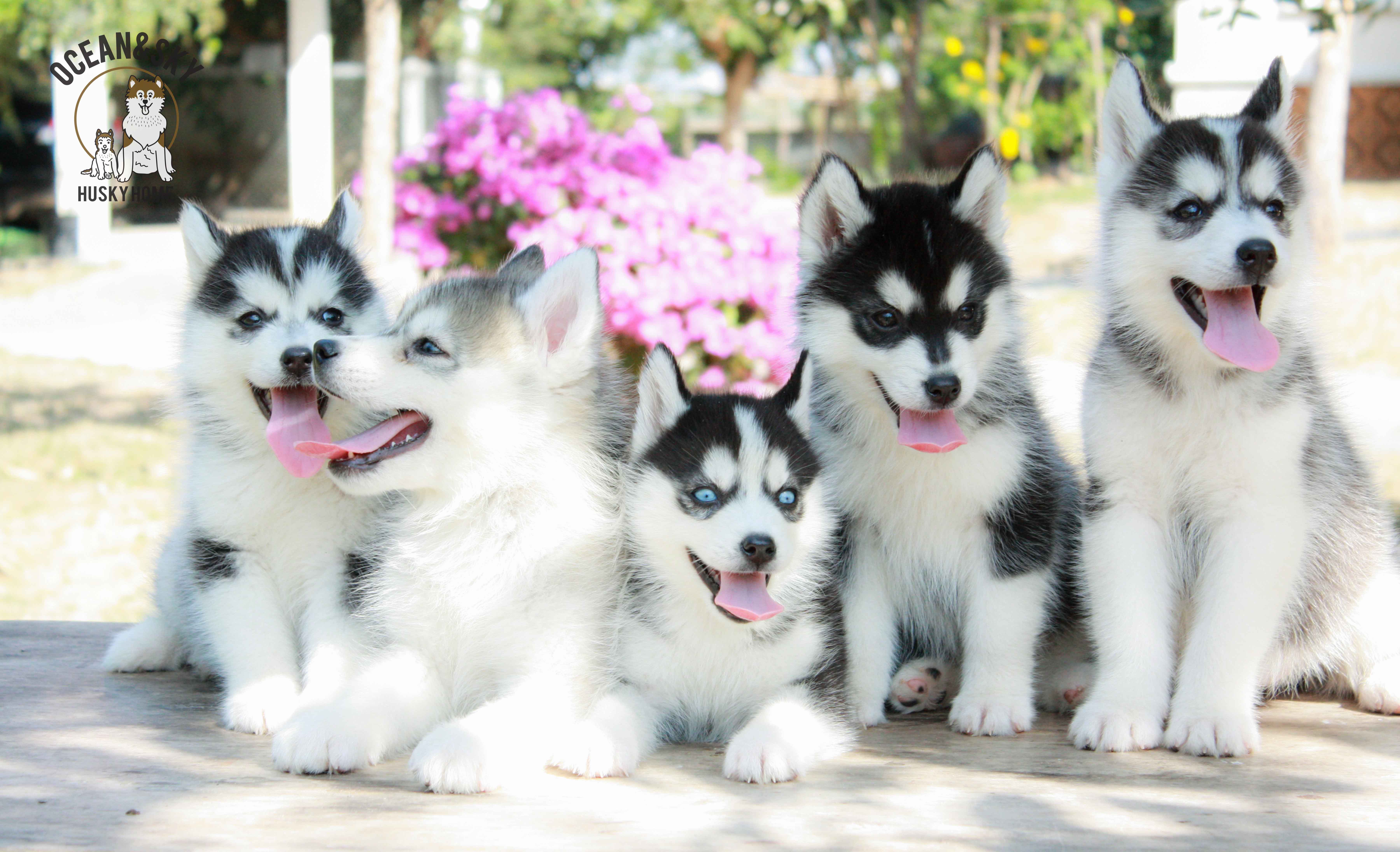 ขายสุนัขพันธุ์ ไซบีเรียน ฮัสกี้ ฟาร์มไซบีเรียน บลูโต้+เนปจูน