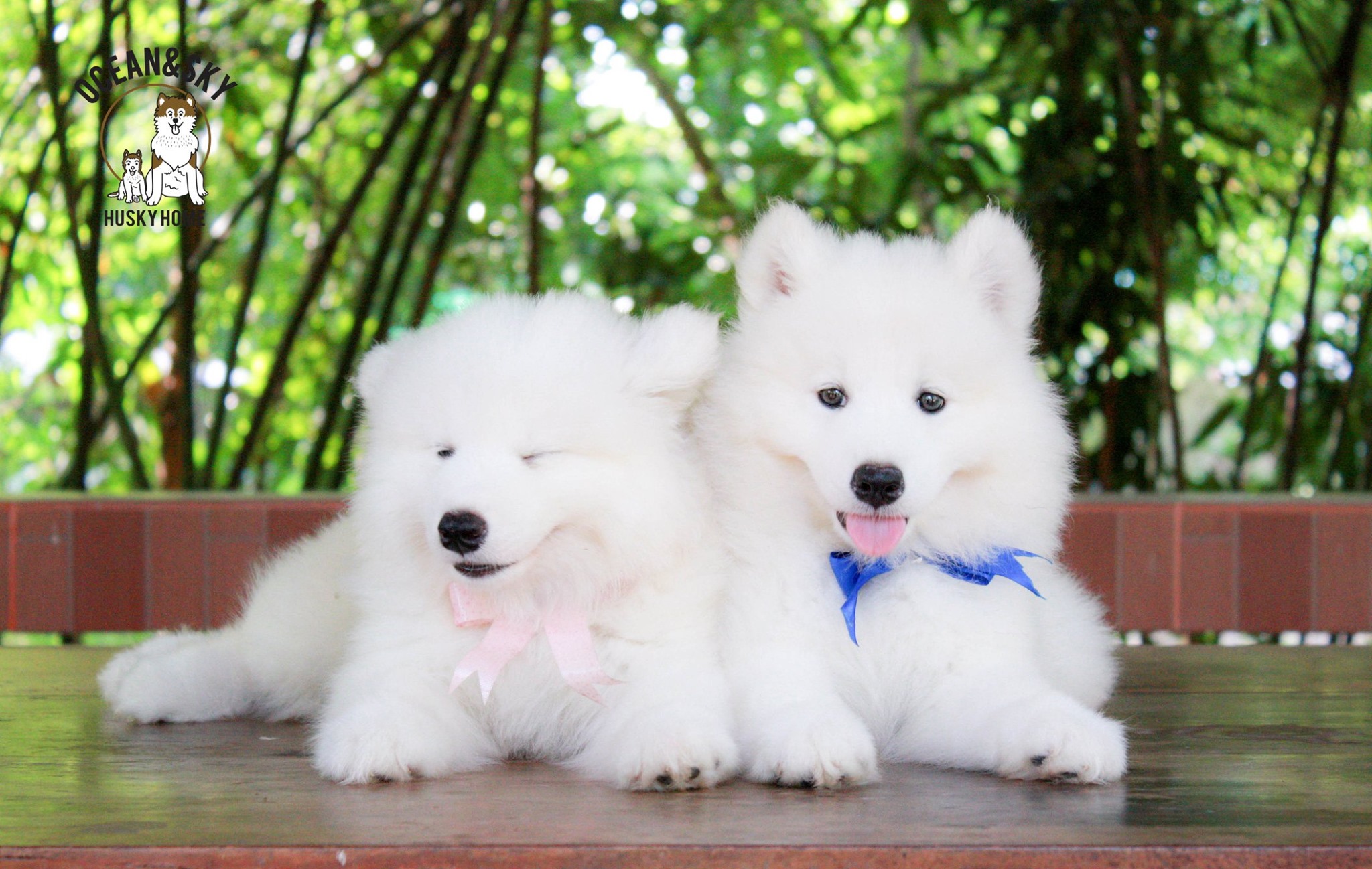 ซามอยด์ (Samoyed) ซามอยด์