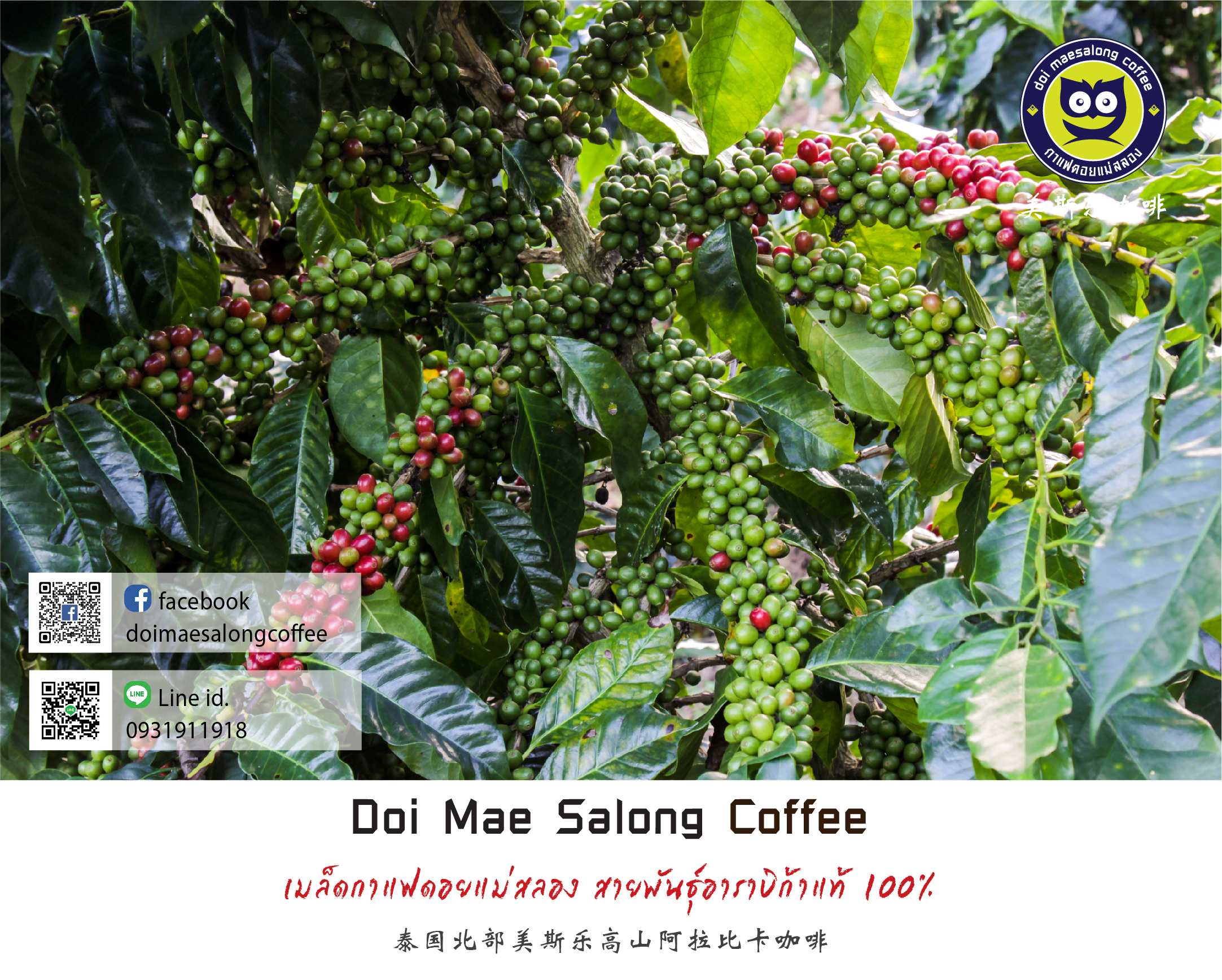 เมล็ดกาแฟคั่วกลางเข้ม เมล็ดกาแฟอาราบิก้า คุณภาพเกรดA