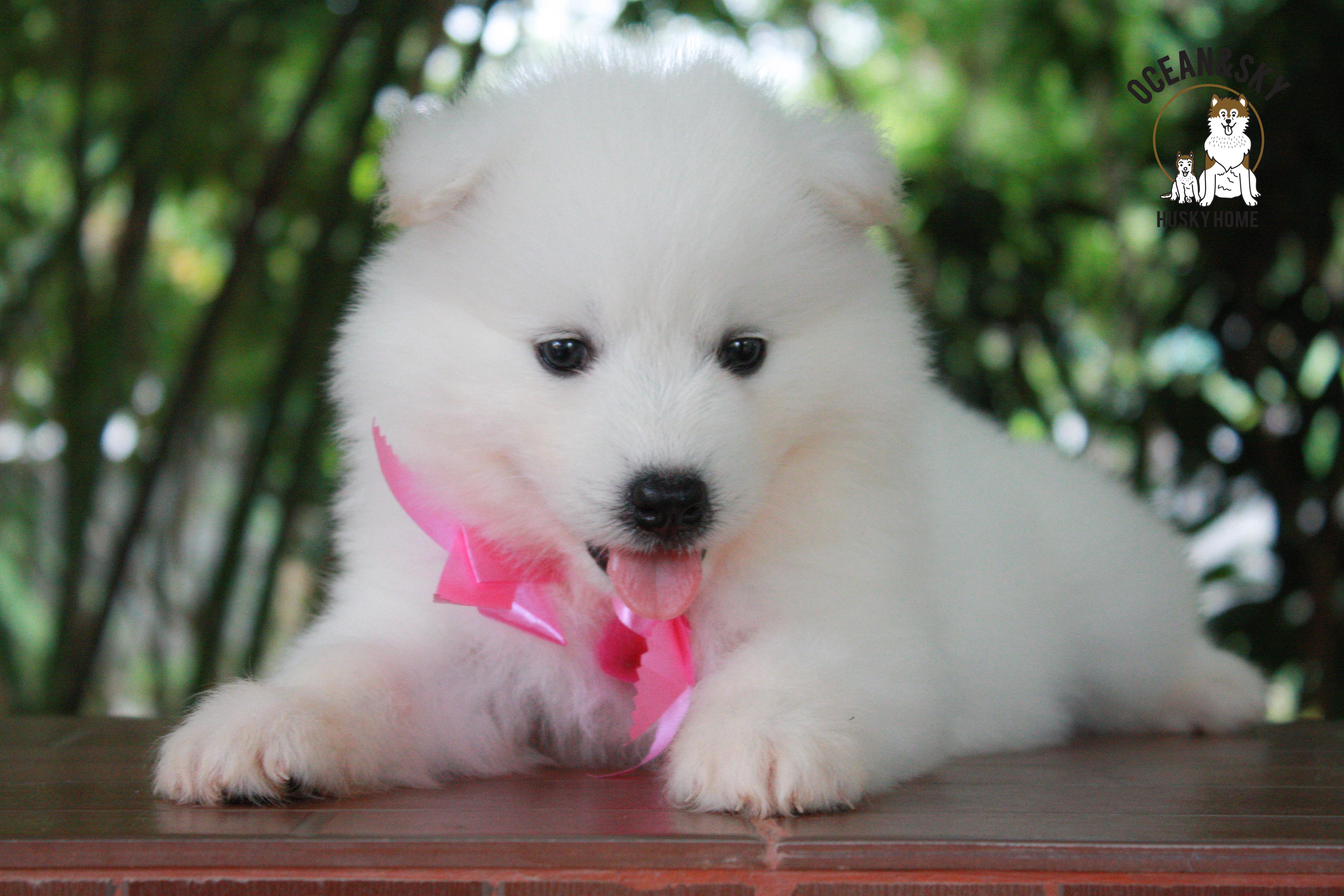 ซามอยด์ , samoyed , female
