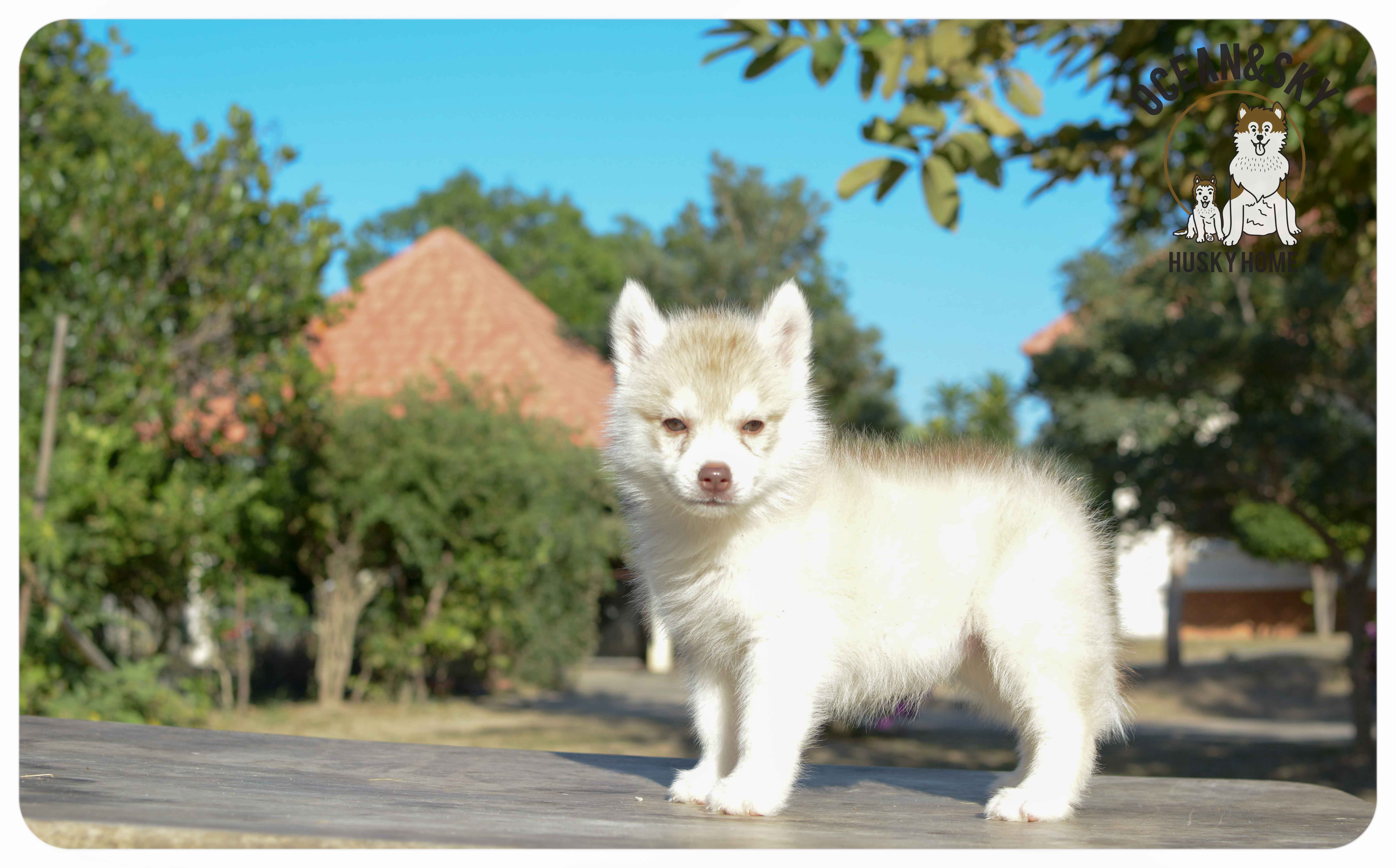 เปิดจองน้องๆไซบีเรียนขนฟู สีน่ารัก ผู้3ตัว เมีย3ตัว มันนี่ + แฮรี่