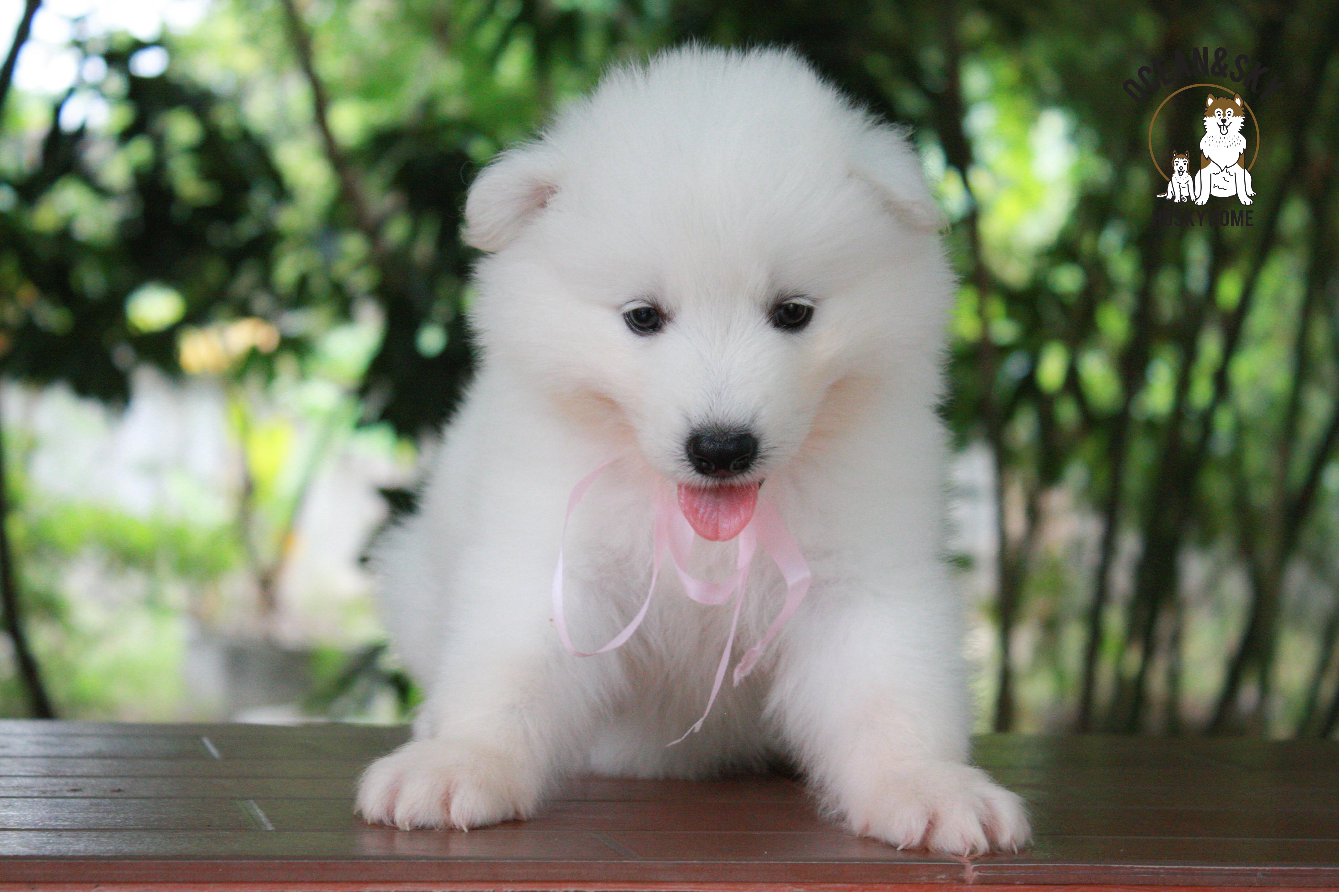 ซามอยด์ , samoyed , female