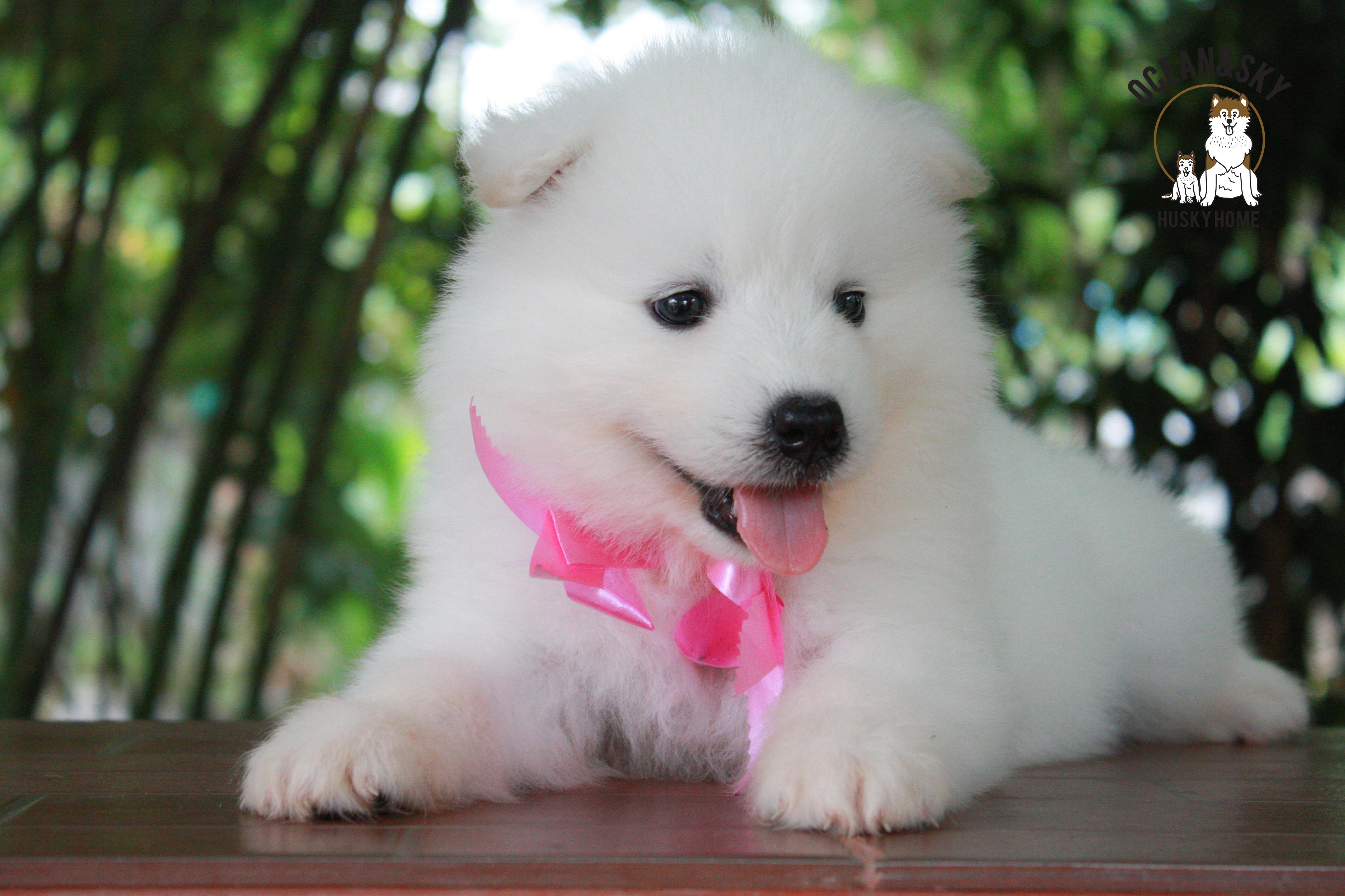 ซามอยด์ , samoyed , female