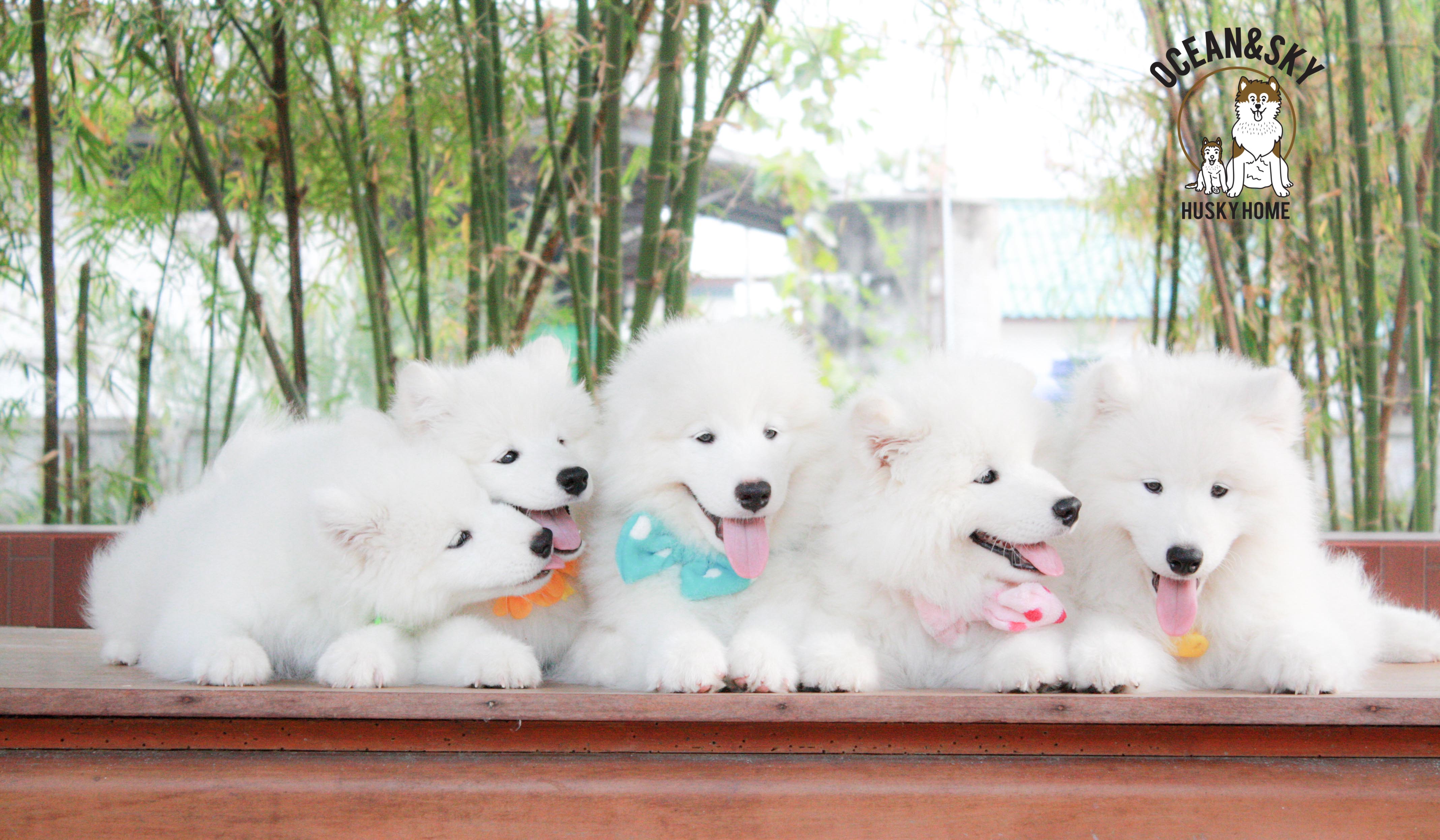 Samoyed , ซามอยด์ , ขายซามอยด์ , ขายSamoyed , ขายลูกสุนัขซามอยด์ ,ขายลูกสุนัขSamoyed
