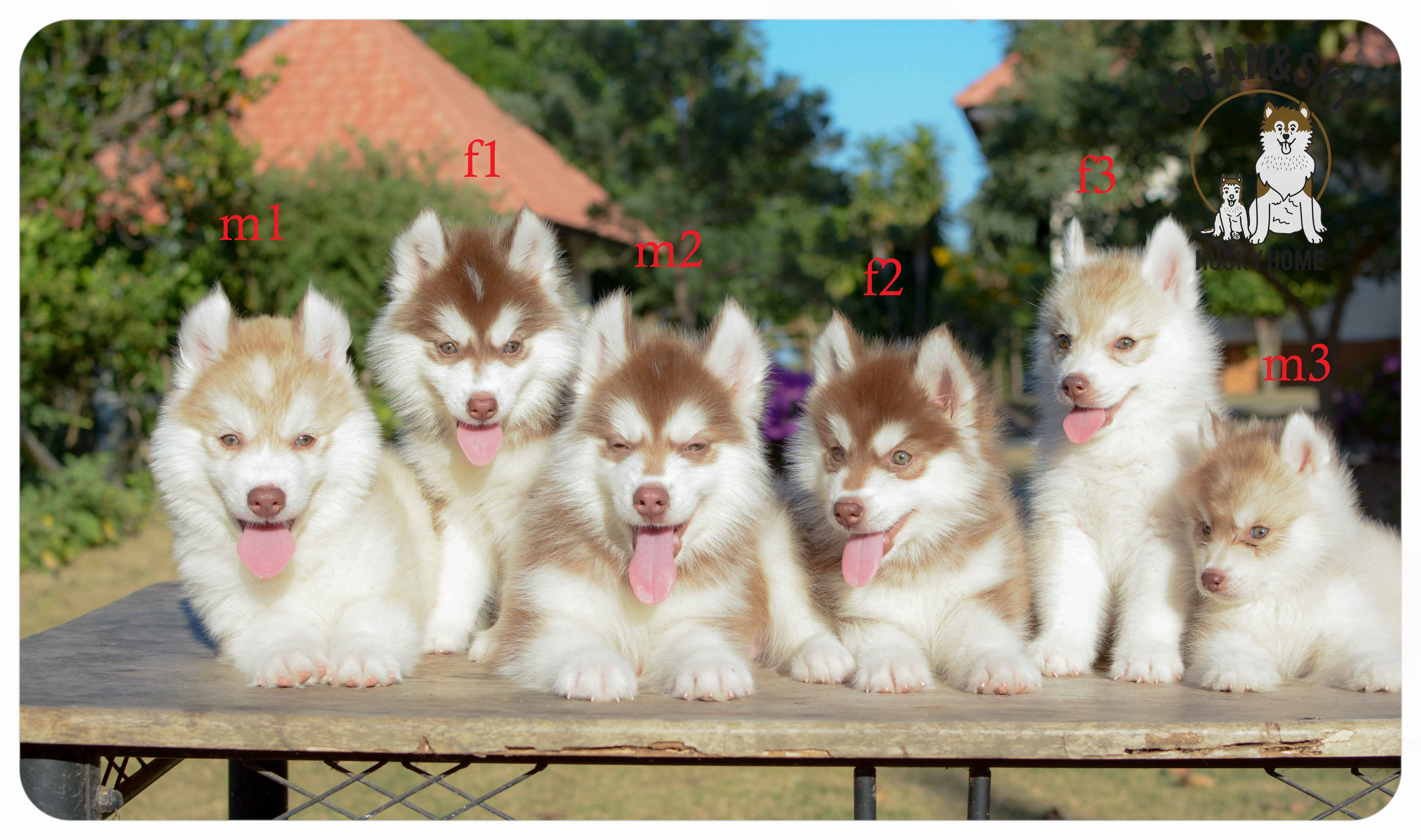 เปิดจองน้องๆไซบีเรียนขนฟู สีน่ารัก ผู้3ตัว เมีย3ตัว มันนี่ + แฮรี่