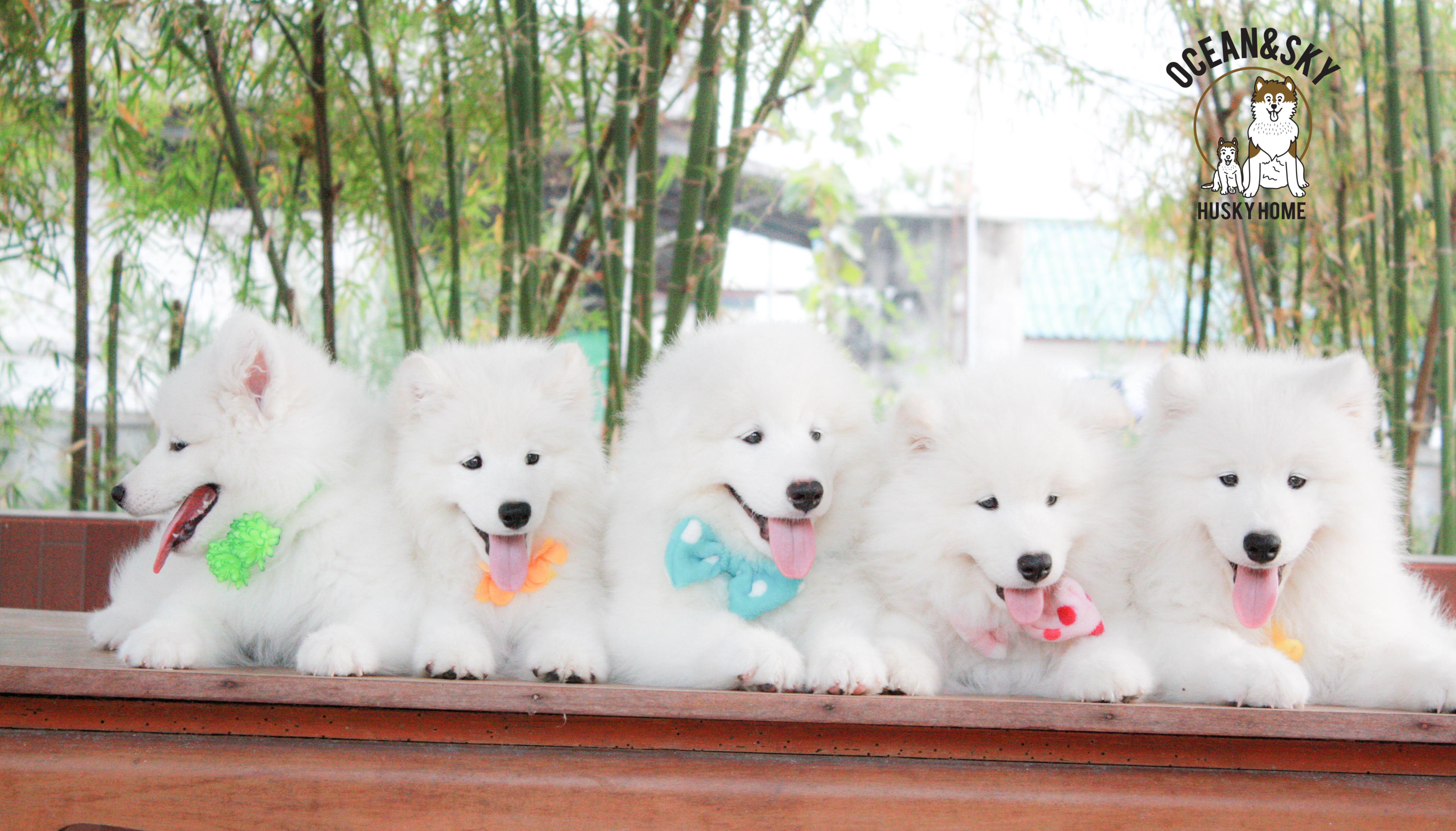 Samoyed , ซามอยด์ , ขายซามอยด์ , ขายSamoyed , ขายลูกสุนัขซามอยด์ ,ขายลูกสุนัขSamoyed