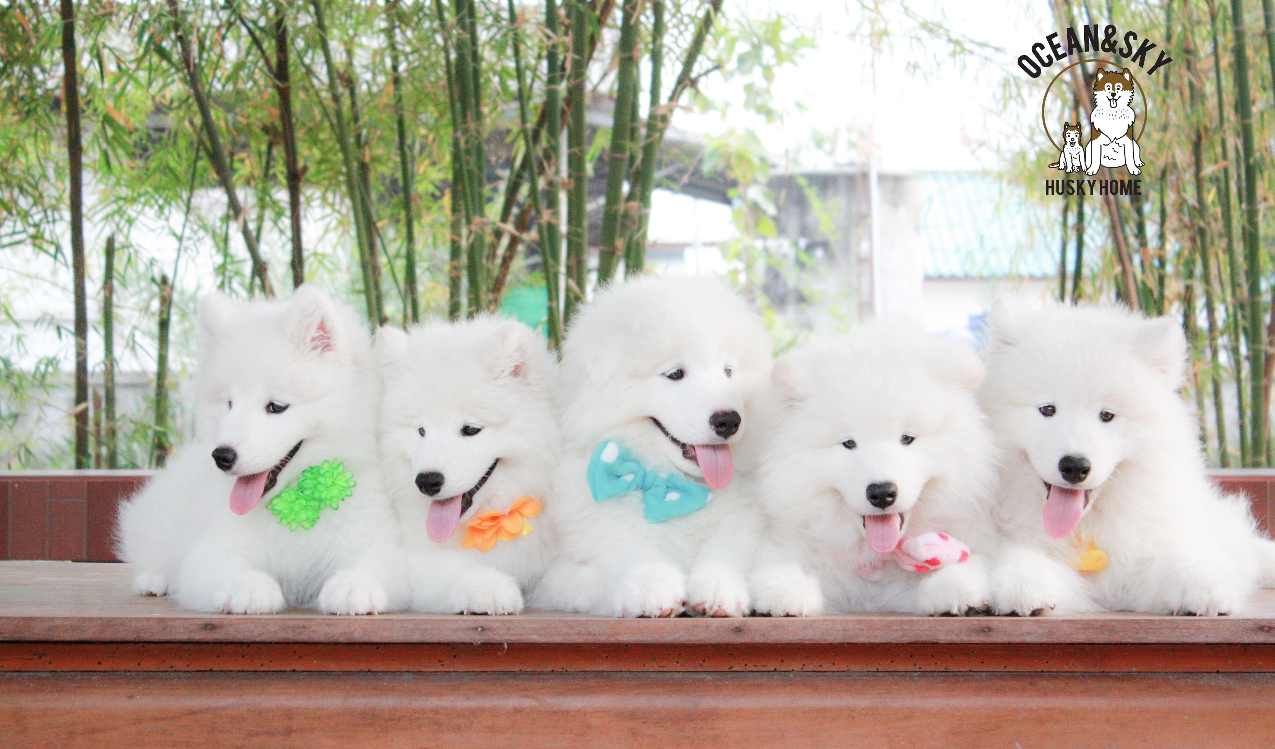 Samoyed , ซามอยด์ , ขายซามอยด์ , ขายSamoyed , ขายลูกสุนัขซามอยด์ ,ขายลูกสุนัขSamoyed