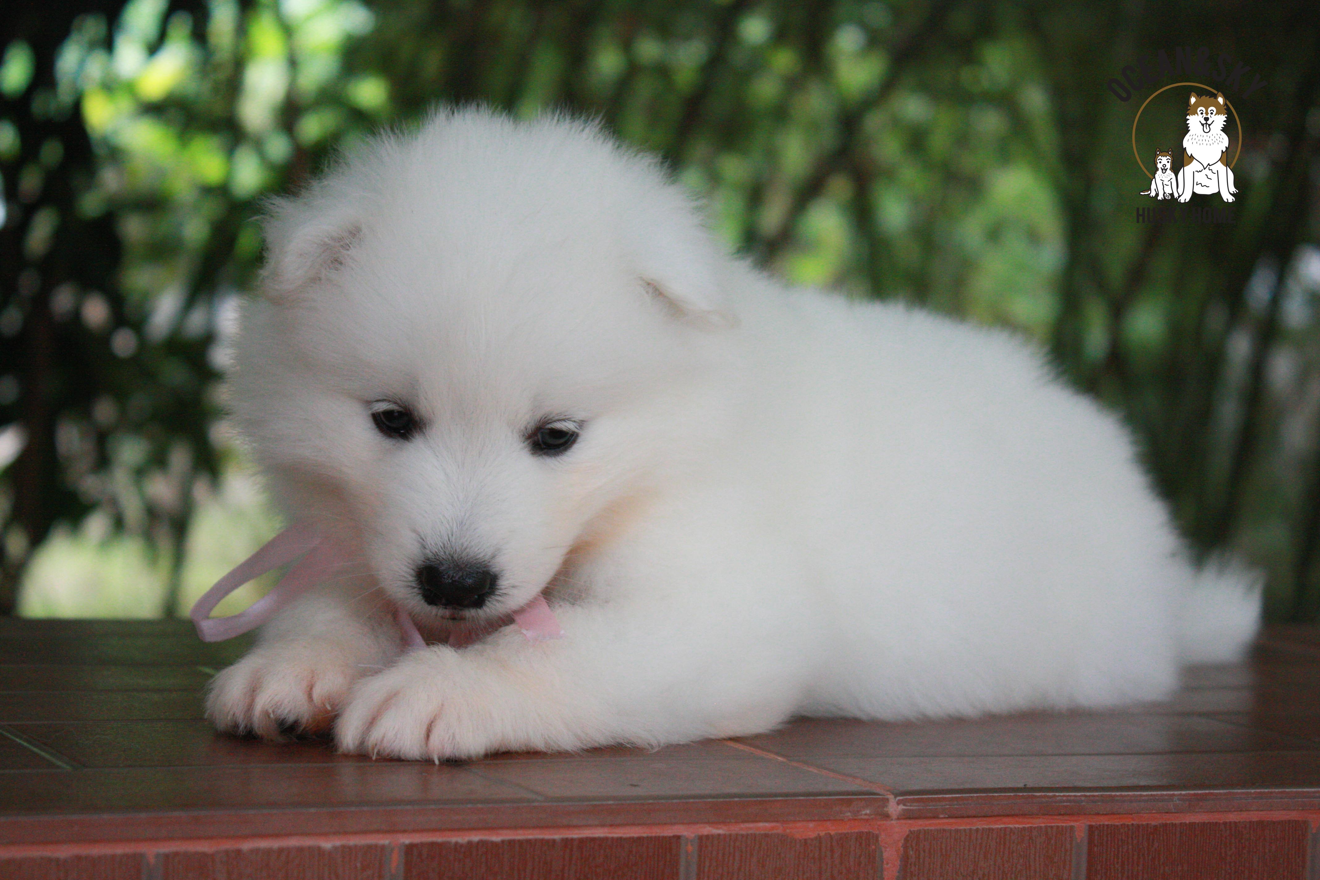 ซามอยด์ , samoyed , female
