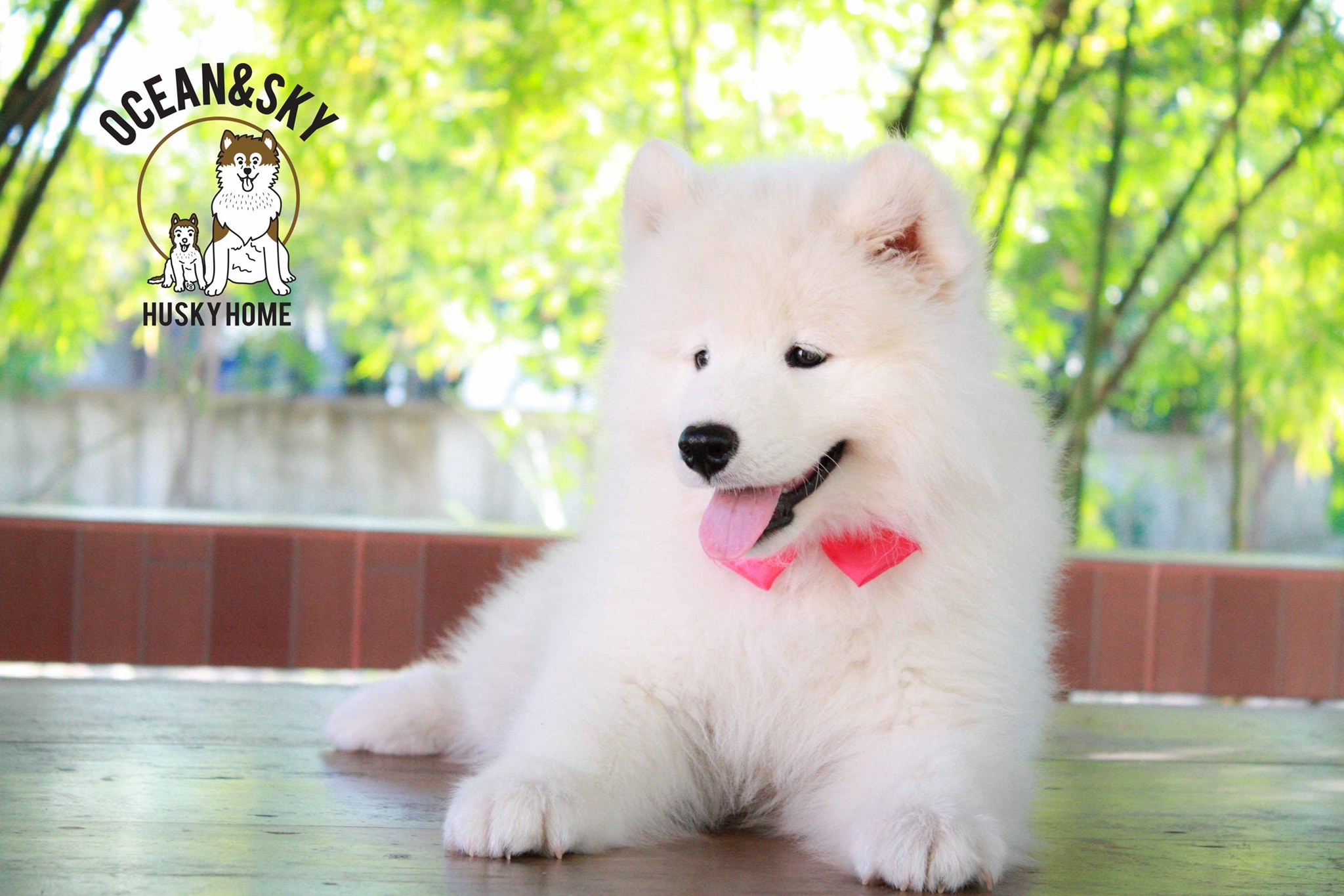 ซามอยด์ (Samoyed) ซามอยด์