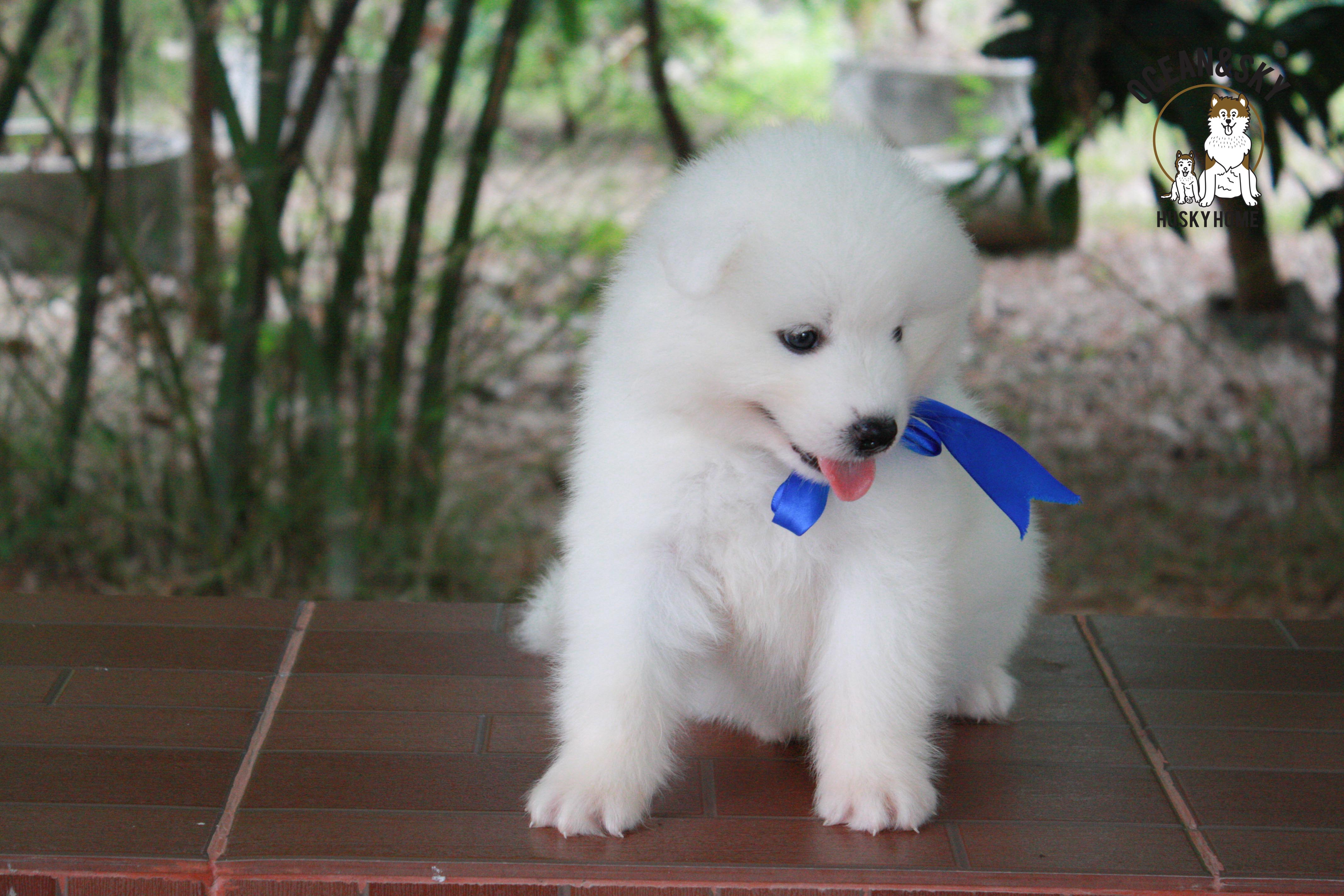 ซามอยด์ , samoyed , male