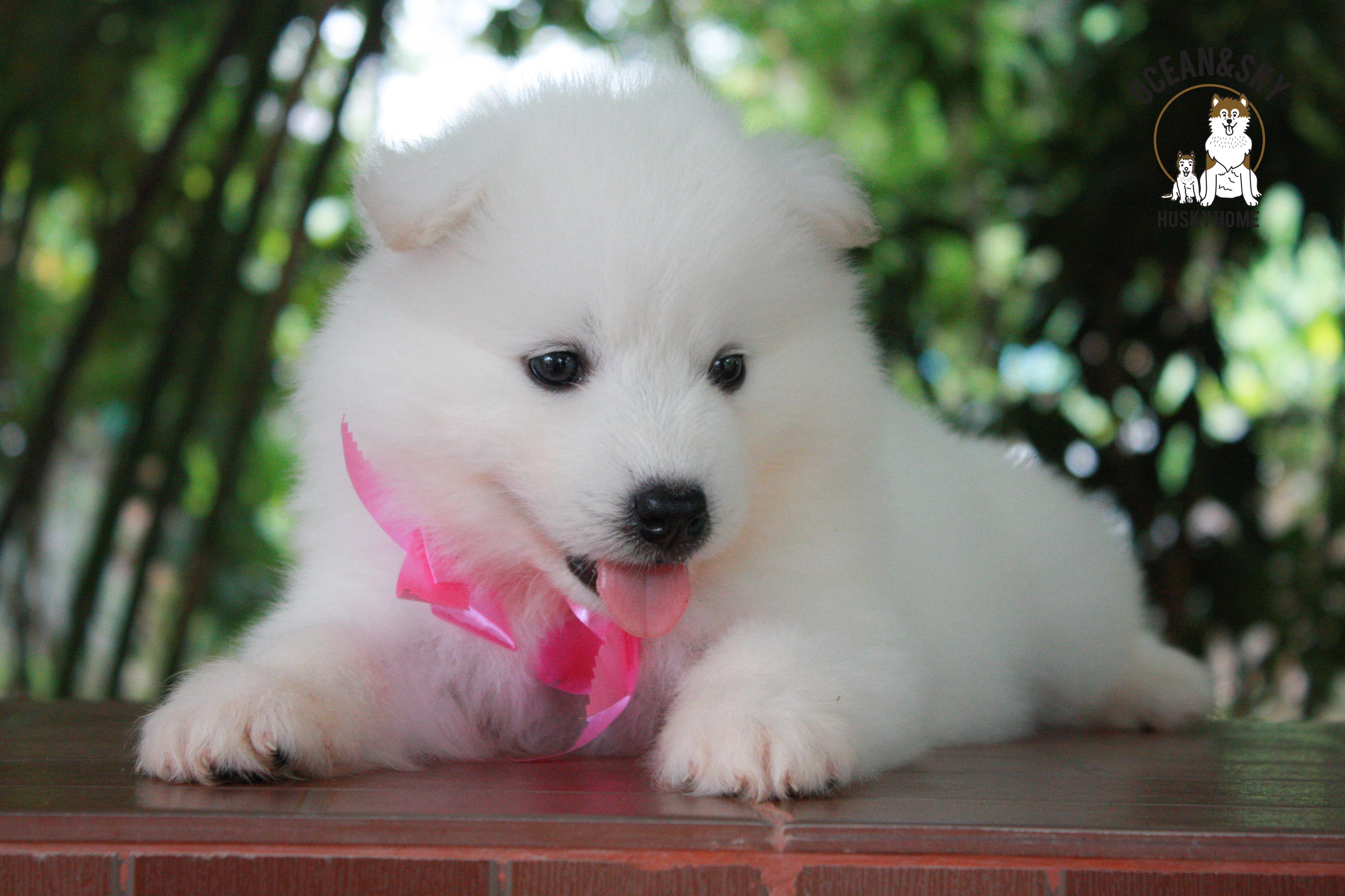ซามอยด์ , samoyed , female