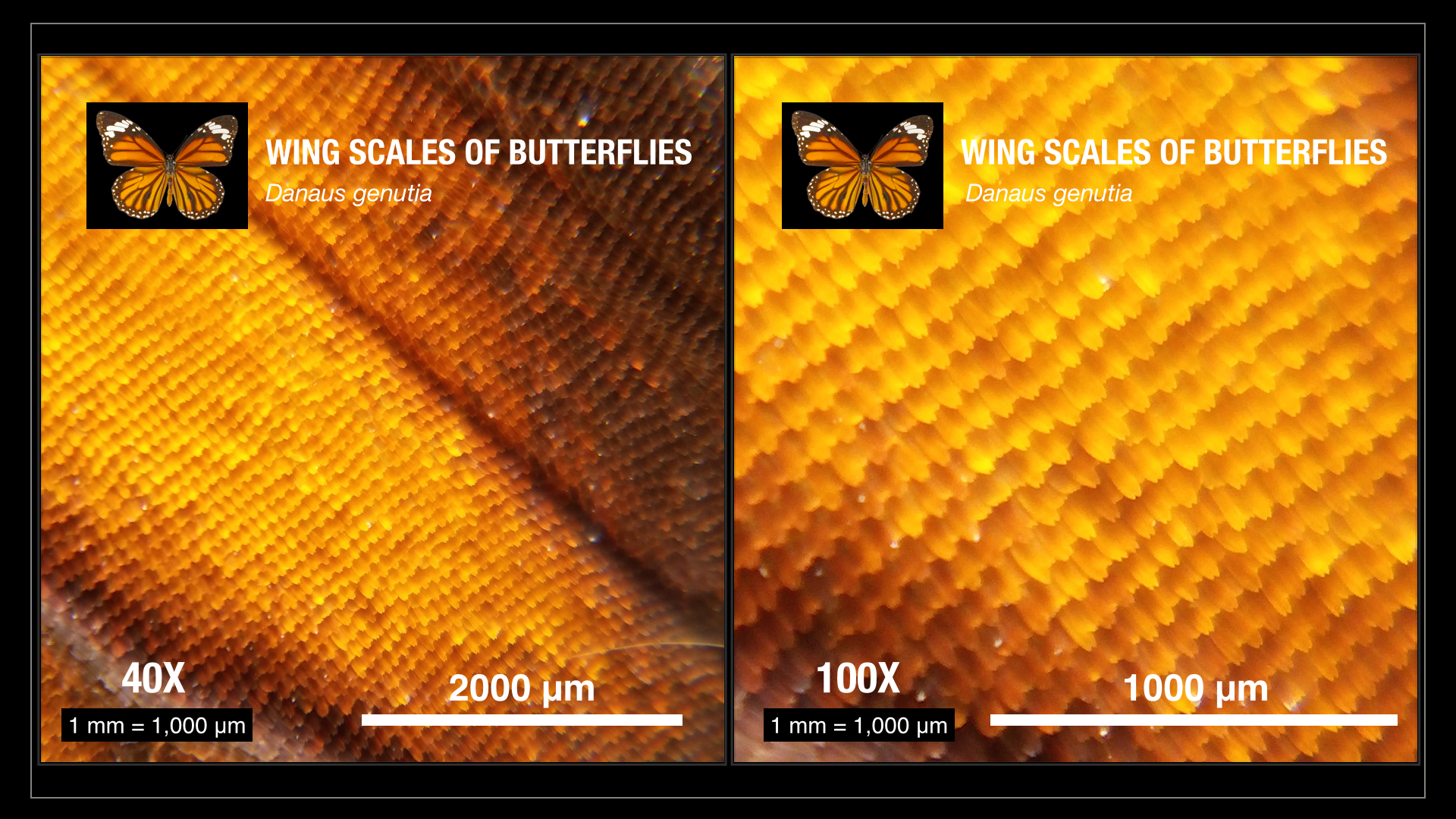 CUsmartlens Complete Set (เลนส์ขยาย เปลี่ยนมือถือเป็นกล้องจุลทรรศน์)