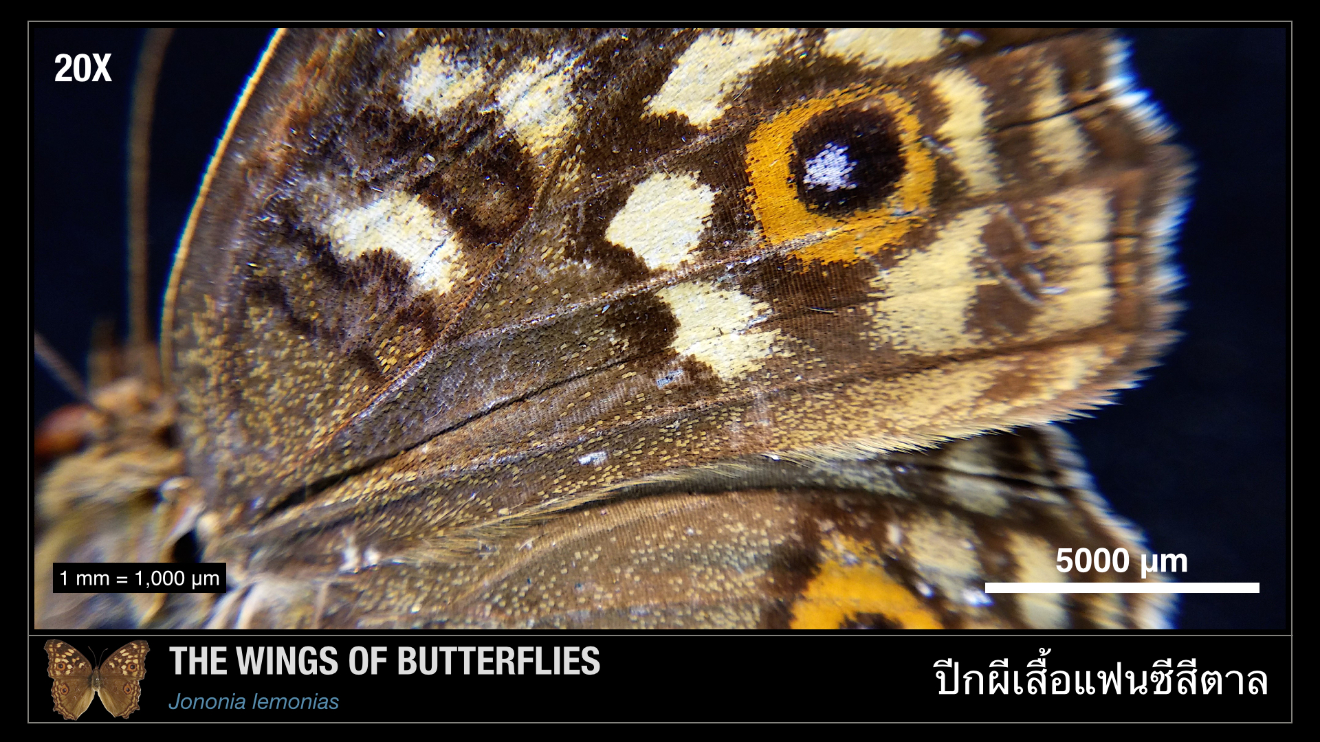 CUsmartlens Complete Set (เลนส์ขยาย เปลี่ยนมือถือเป็นกล้องจุลทรรศน์)