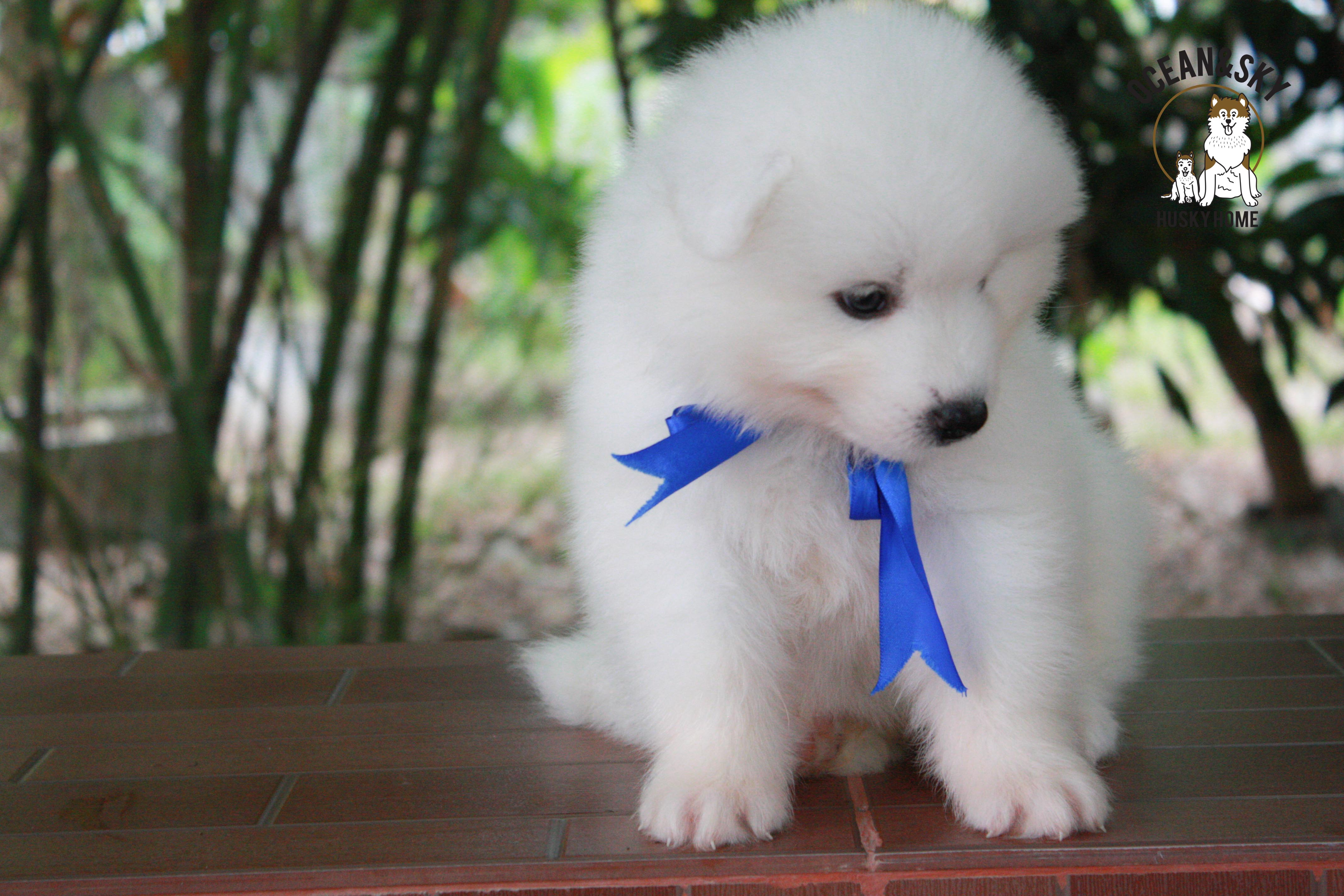ซามอยด์ , samoyed , male