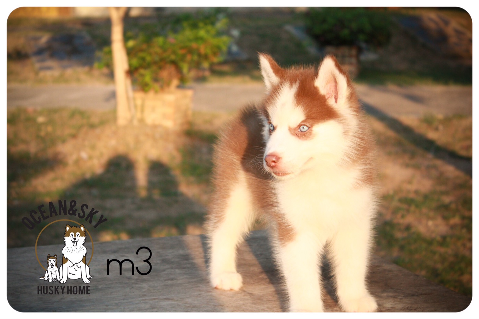 ลูกสุนัข ไซบีเรียน โอเชี่ยน + เนปจูน