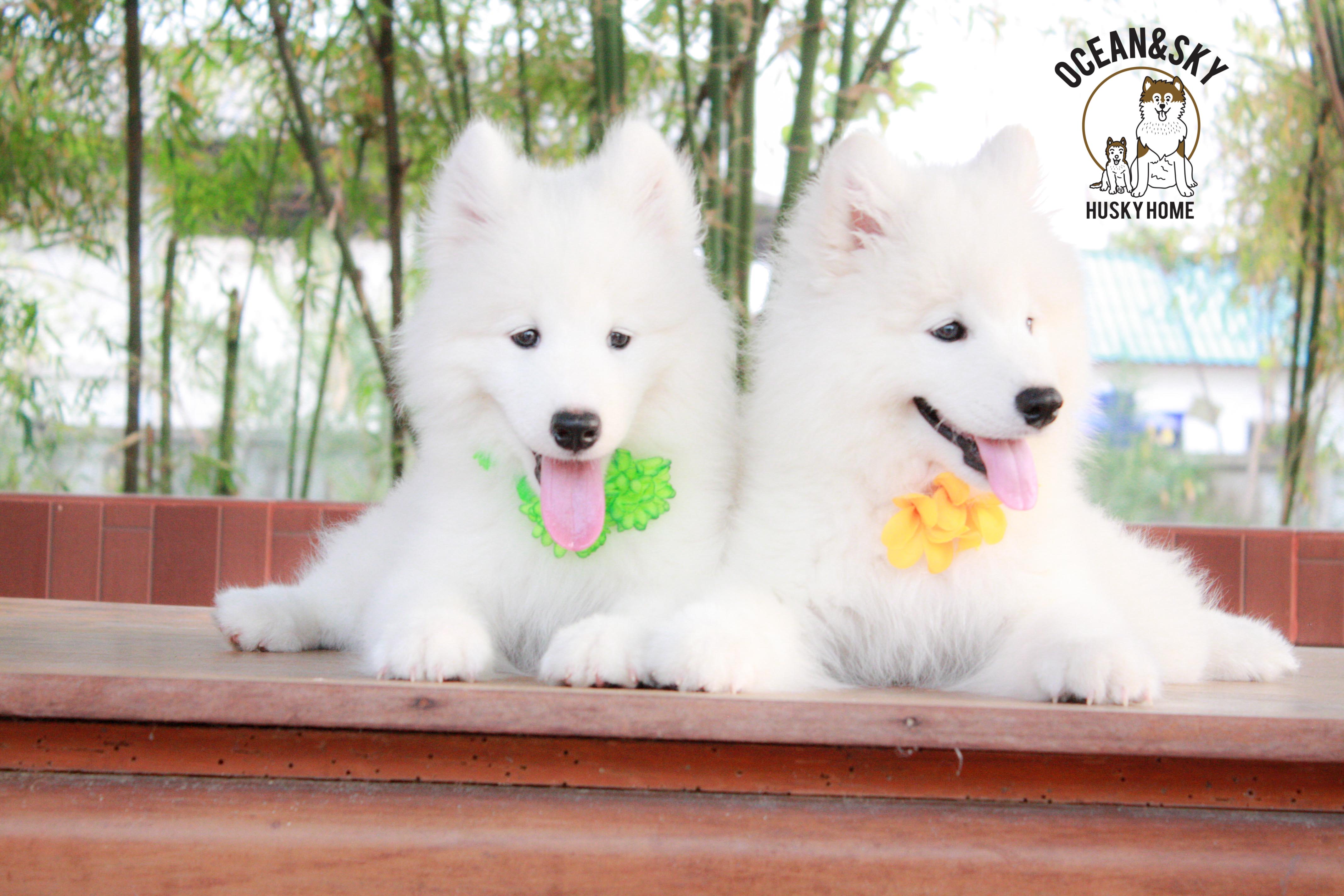 Samoyed , ซามอยด์ , ขายซามอยด์ , ขายSamoyed , ขายลูกสุนัขซามอยด์ ,ขายลูกสุนัขSamoyed