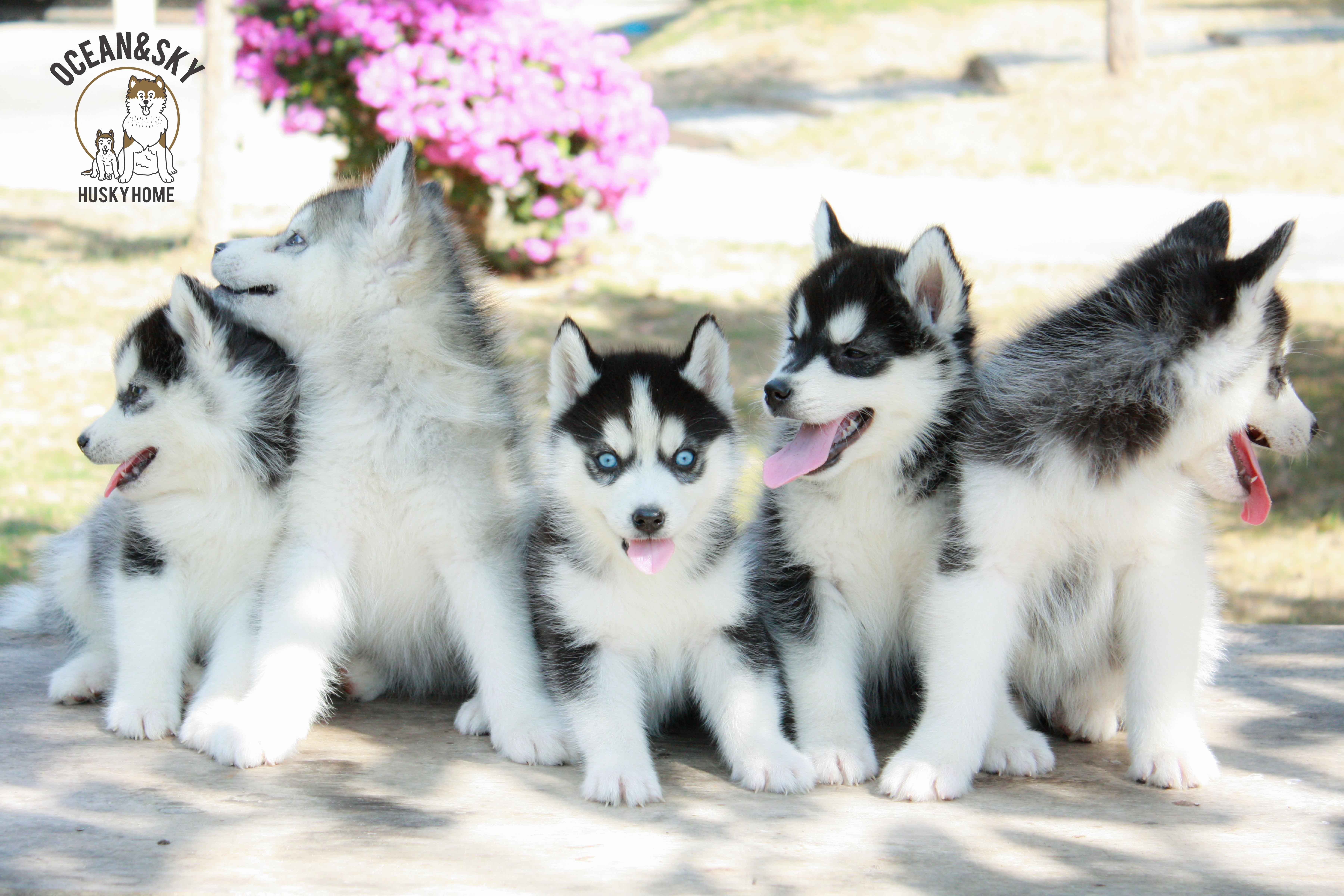 ขายสุนัขพันธุ์ ไซบีเรียน ฮัสกี้ ฟาร์มไซบีเรียน บลูโต้+เนปจูน
