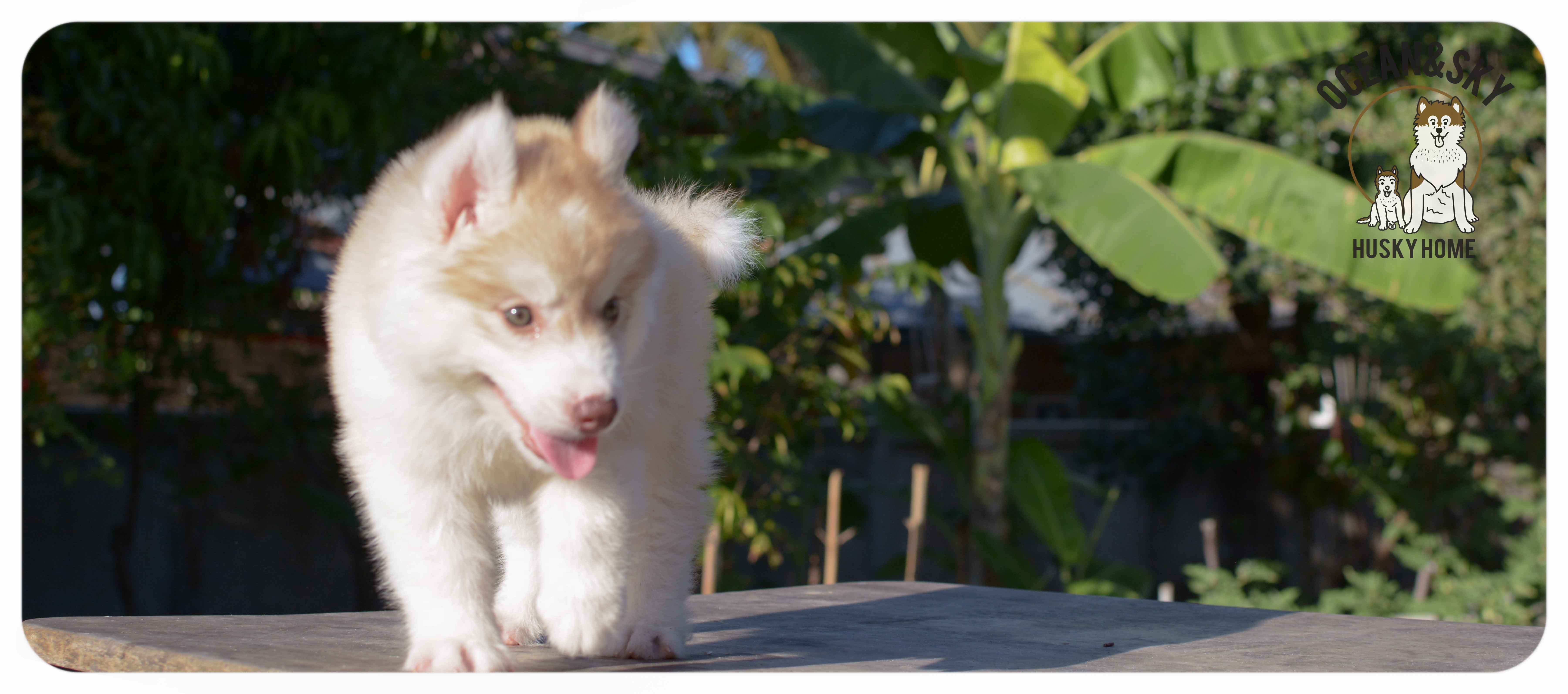 เปิดจองน้องๆไซบีเรียนขนฟู สีน่ารัก ผู้3ตัว เมีย3ตัว มันนี่ + แฮรี่