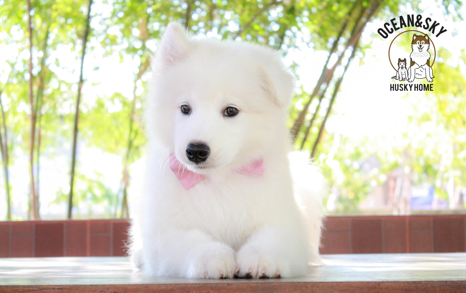 ซามอยด์ (Samoyed) ซามอยด์