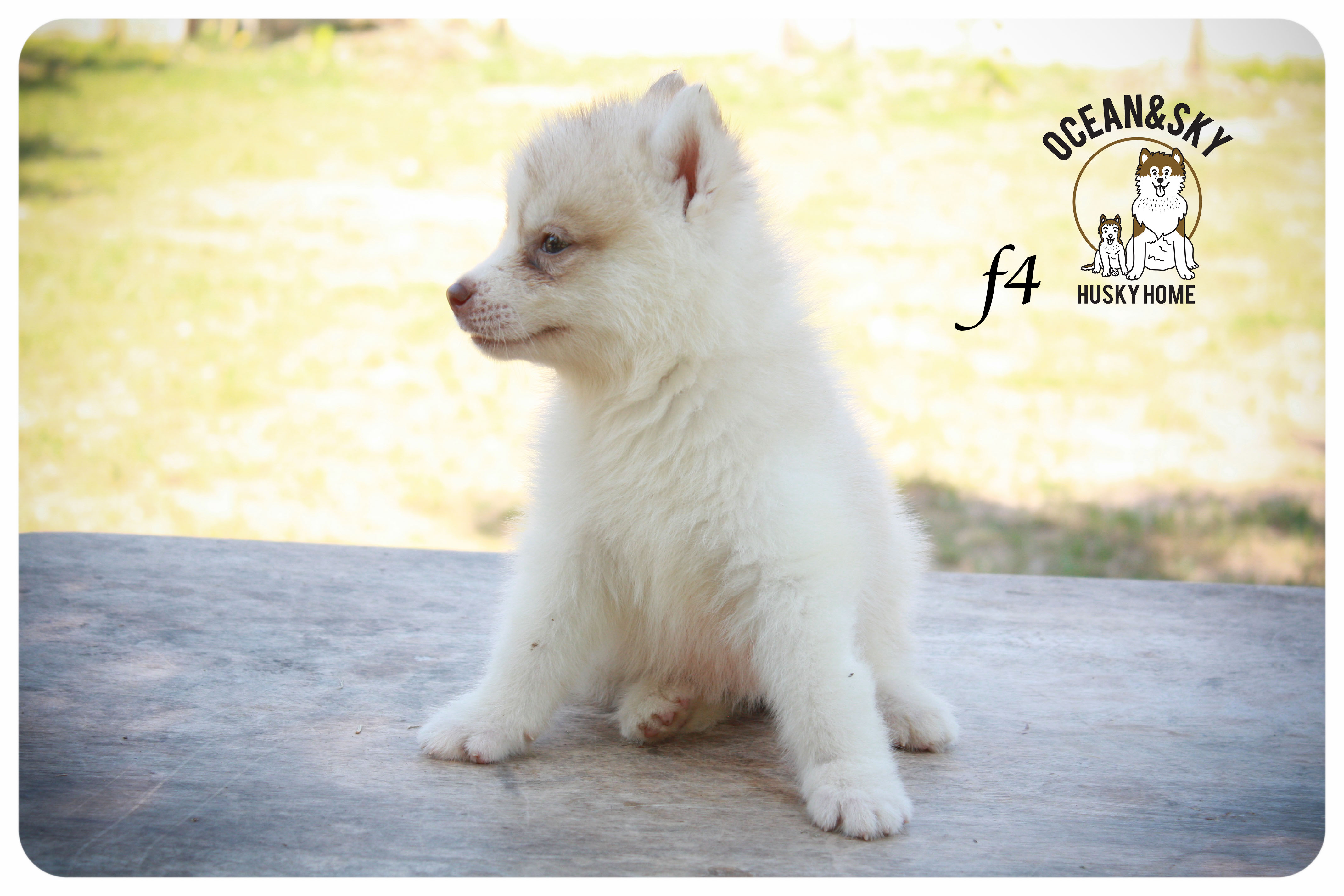 ลูกสุนัขไซบีเรียน โอเชี่ยน+สกาย