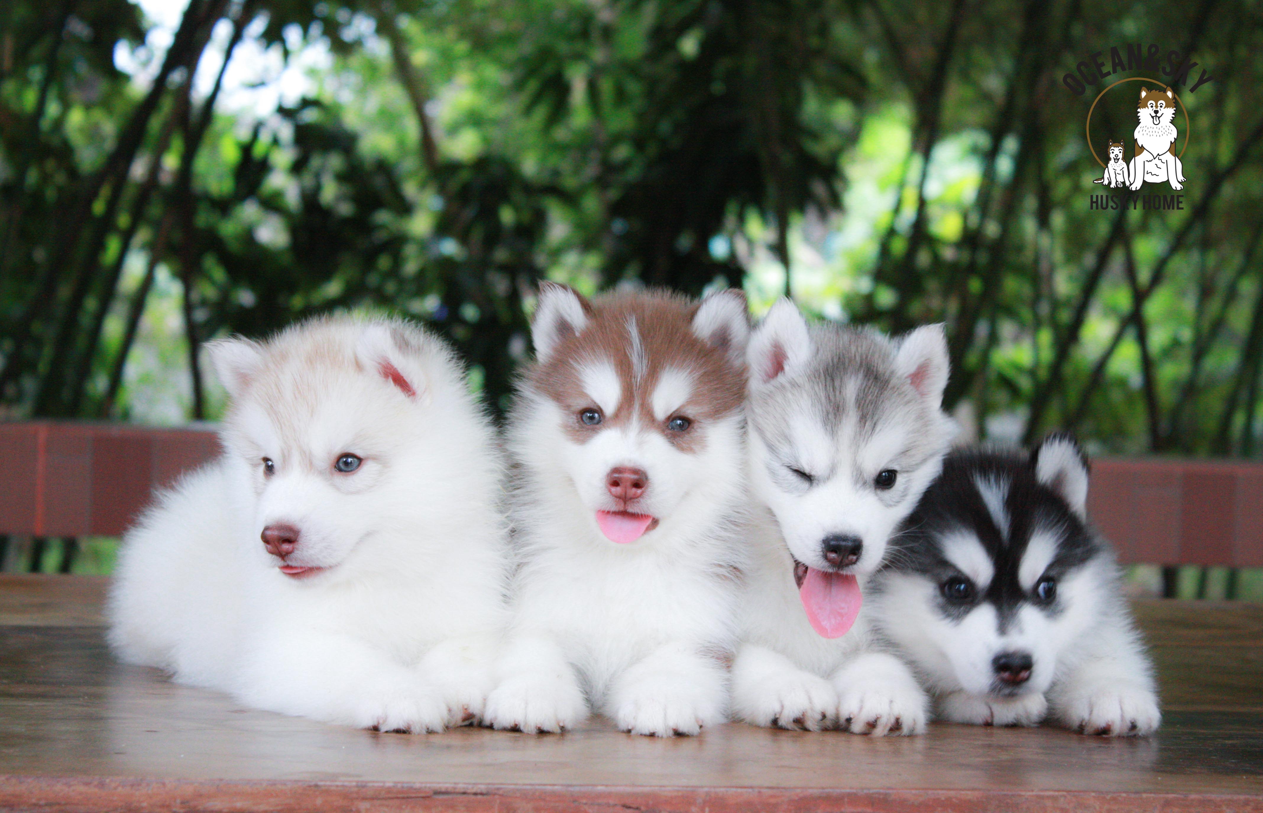 ไซบีเรียนขนฟู ราคาน่ารัก