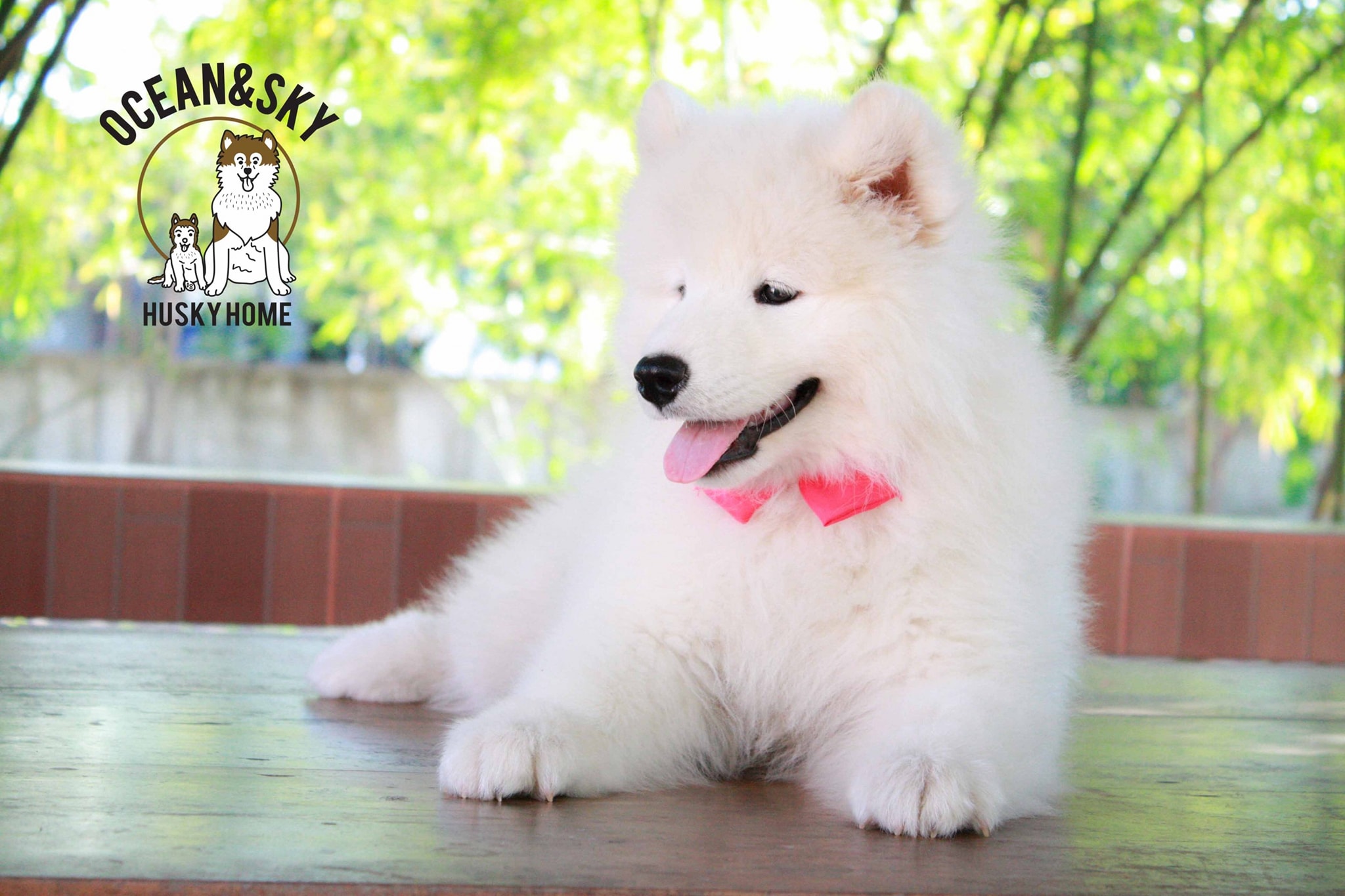ซามอยด์ (Samoyed) ซามอยด์