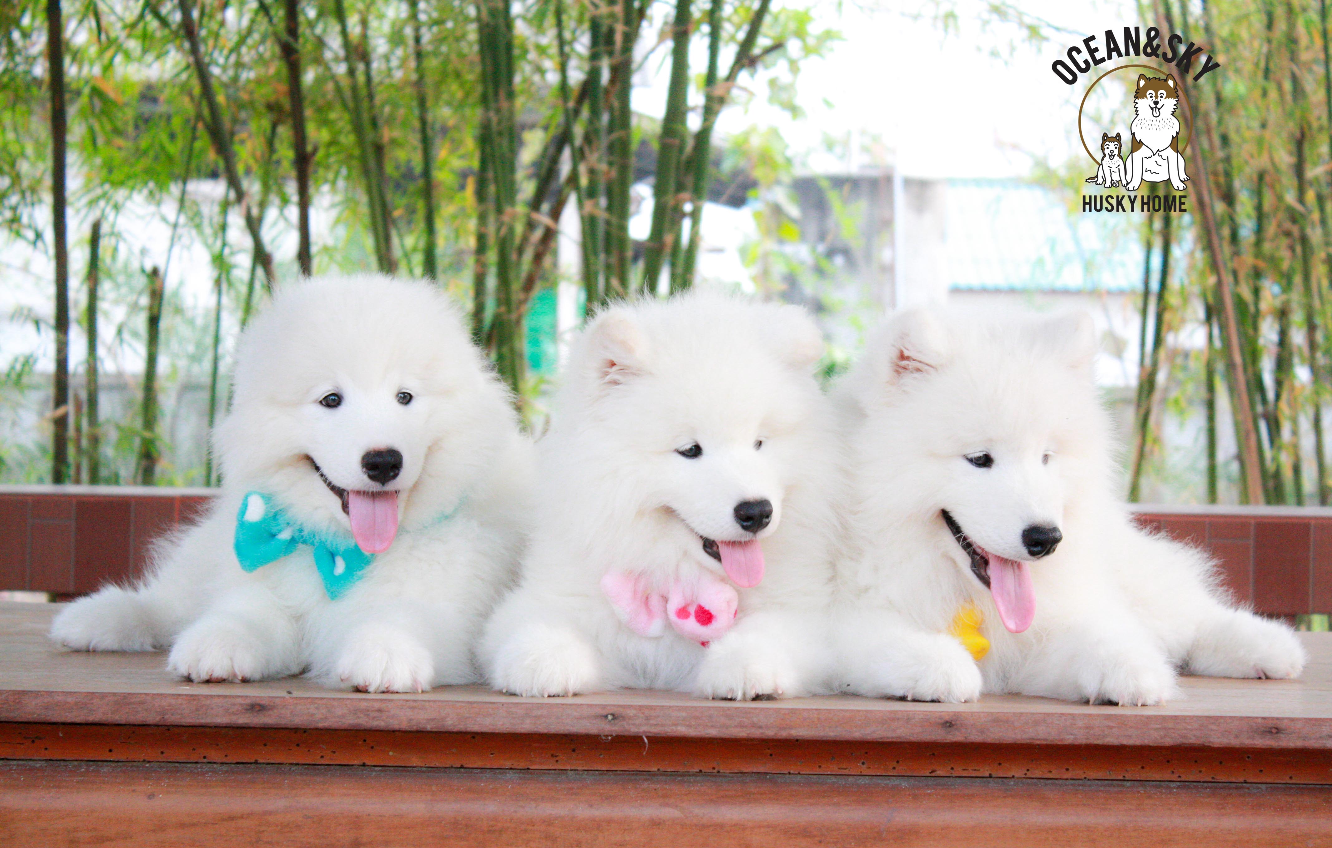 Samoyed , ซามอยด์ , ขายซามอยด์ , ขายSamoyed , ขายลูกสุนัขซามอยด์ ,ขายลูกสุนัขSamoyed