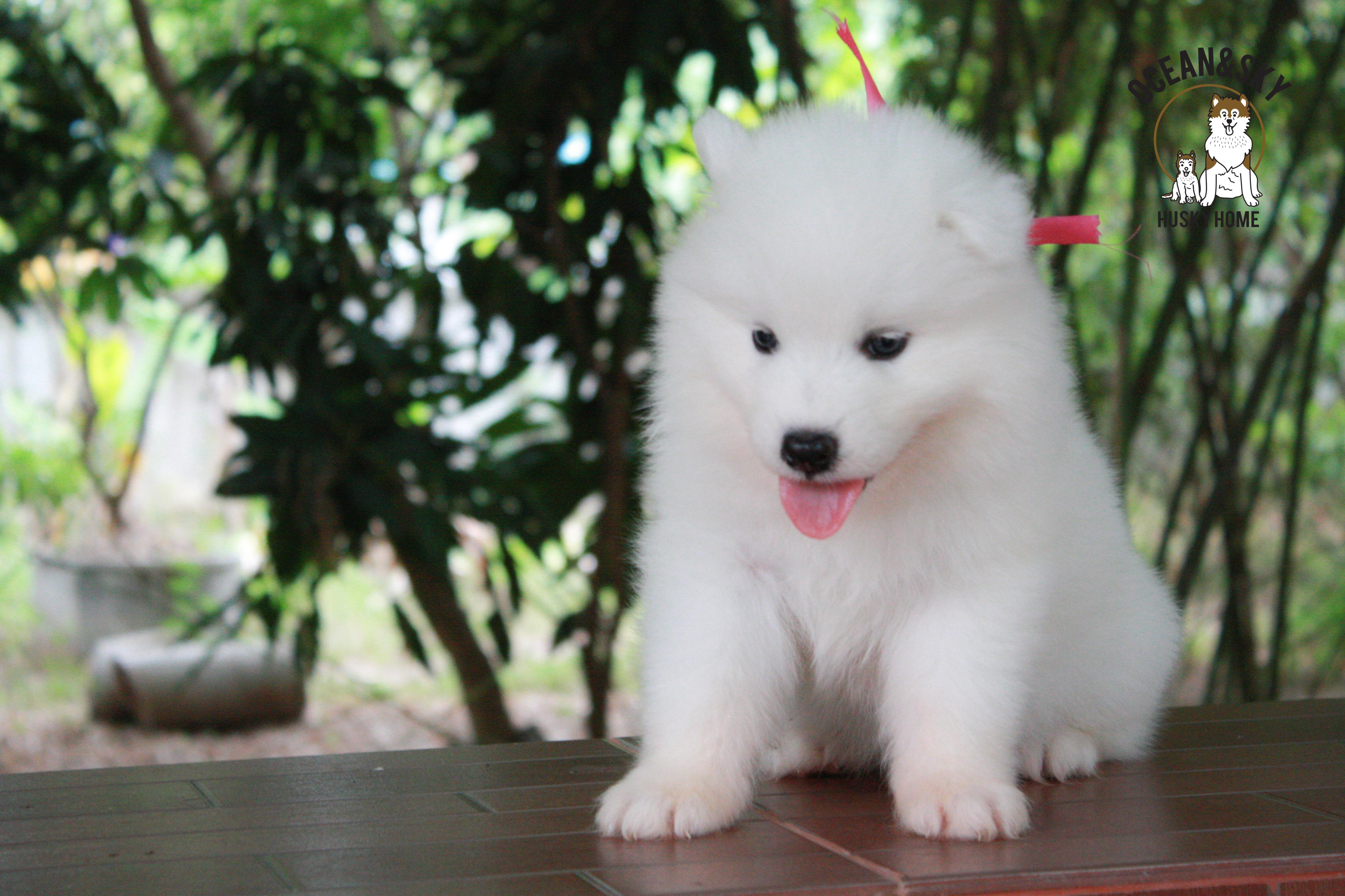 ซามอยด์ , samoyed , female