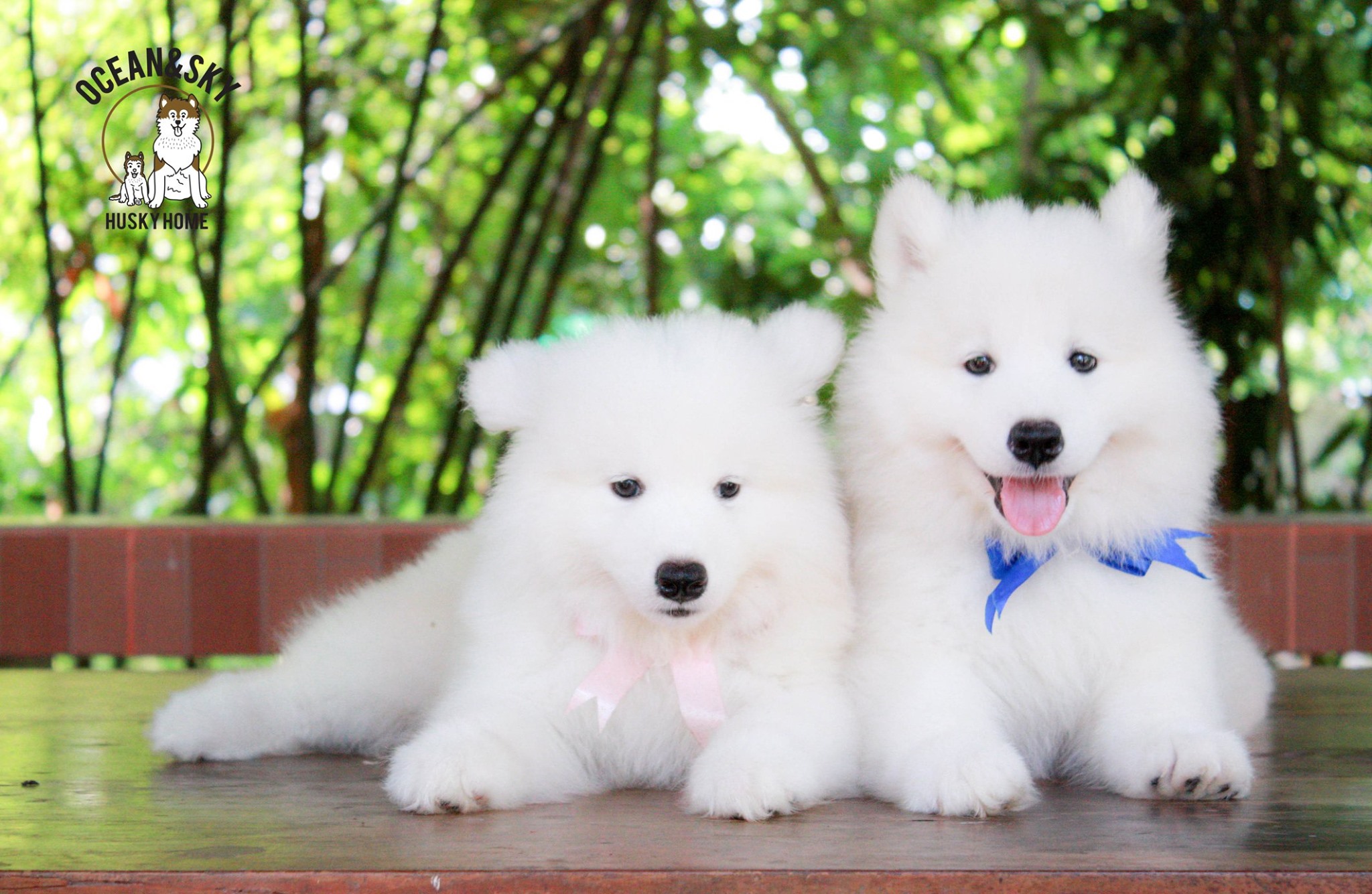 ซามอยด์ (Samoyed) ซามอยด์