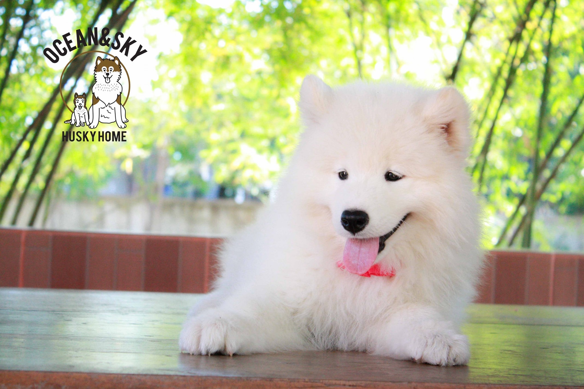 ซามอยด์ (Samoyed) ซามอยด์