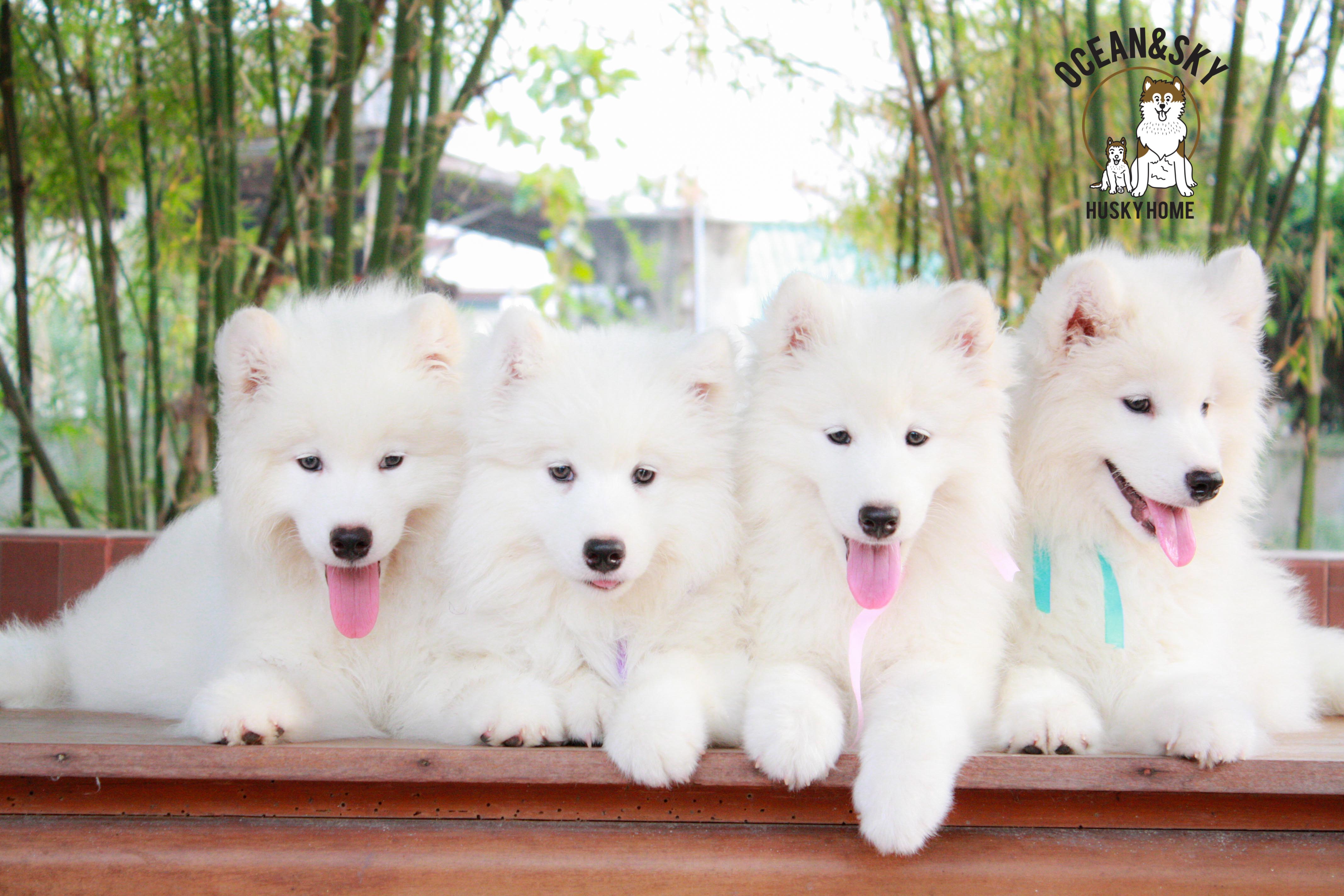 Samoyed , ซามอยด์ , ขายซามอยด์ , ขายSamoyed , ขายลูกสุนัขซามอยด์ ,ขายลูกสุนัขSamoyed