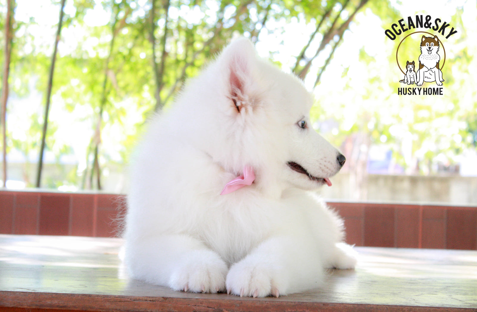 ซามอยด์ (Samoyed) ซามอยด์