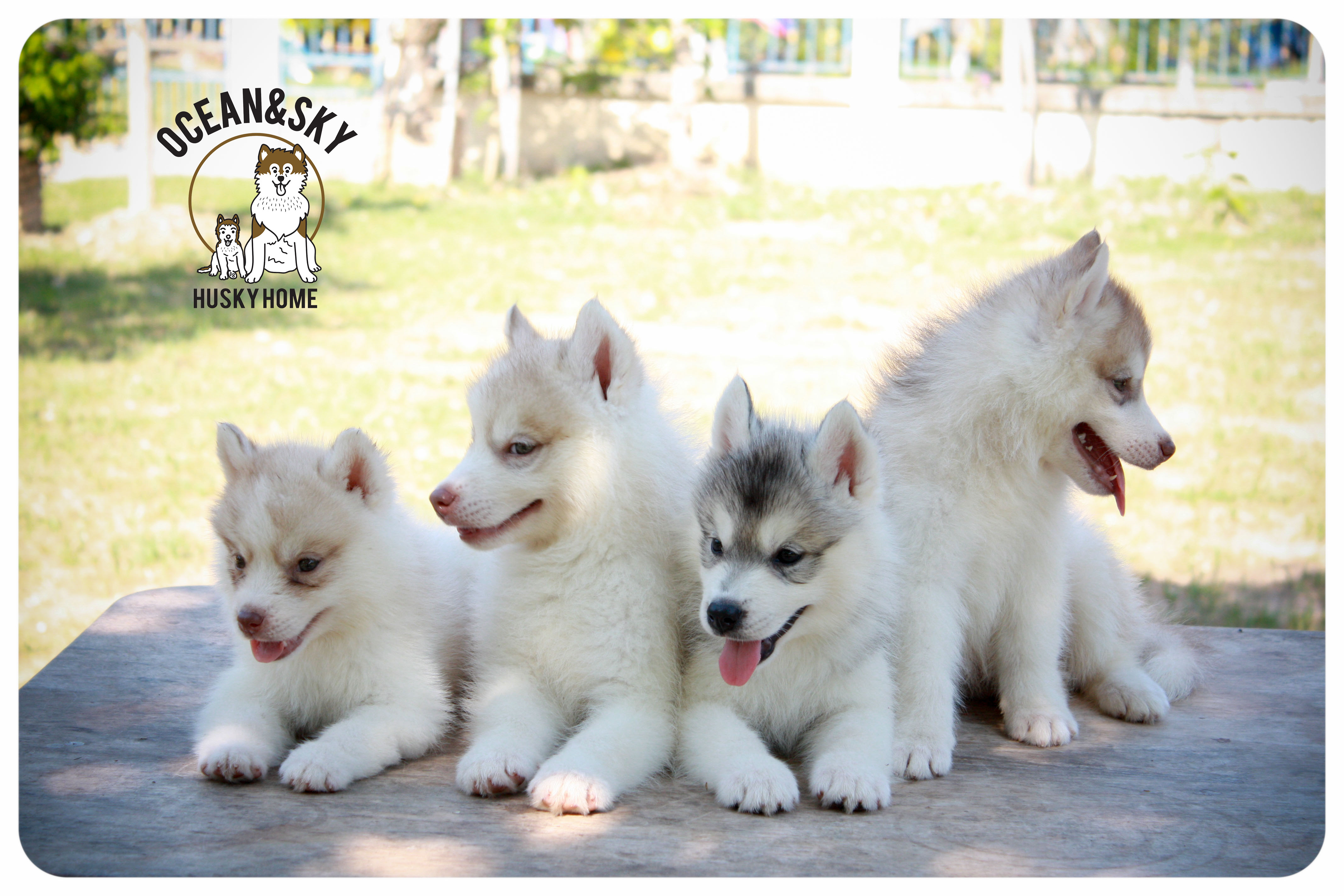 ลูกสุนัขไซบีเรียน โอเชี่ยน+สกาย