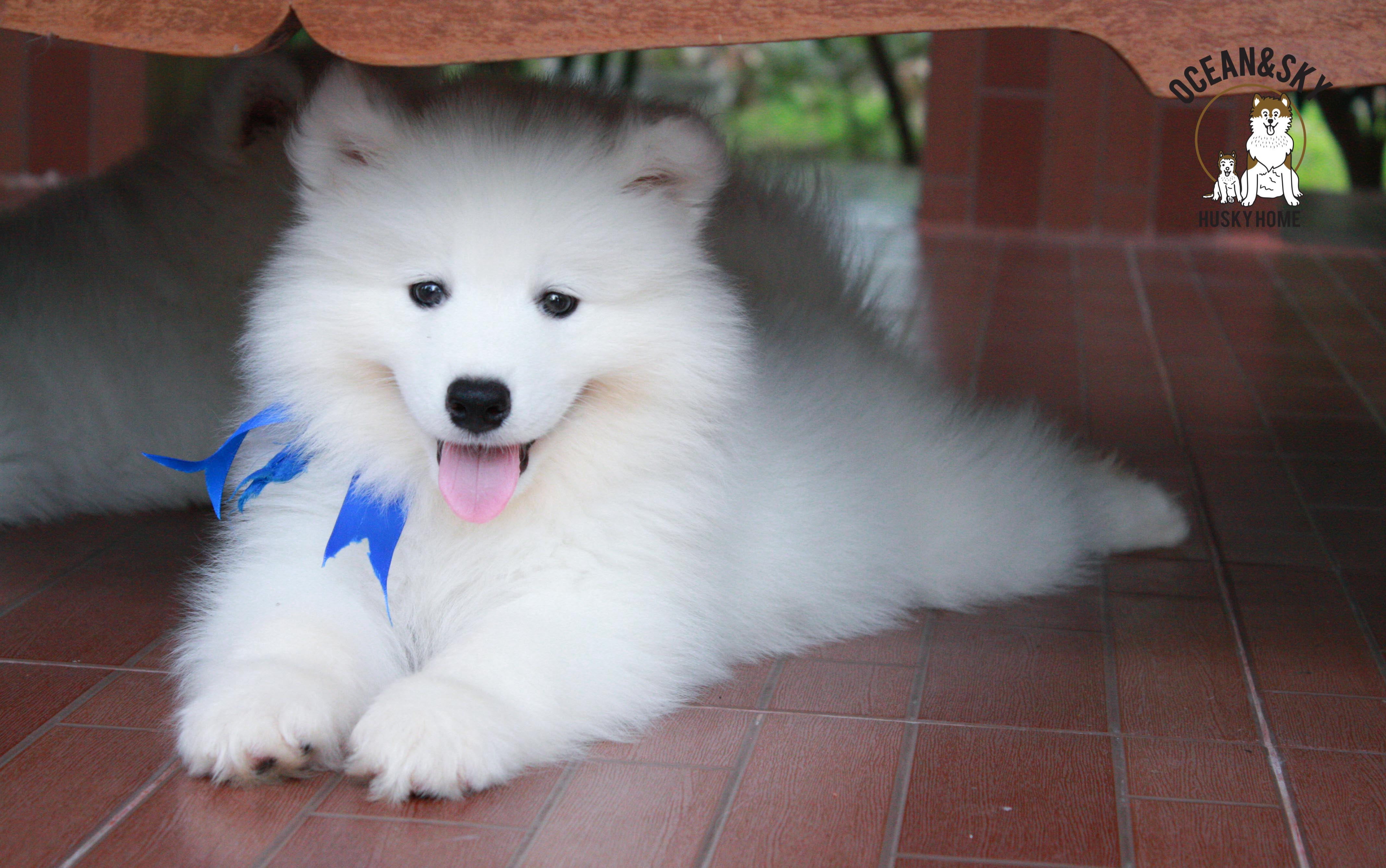 เพศผู้ อัปเดท น้อง ซามอยด์ (Samoyed) อายุ 75