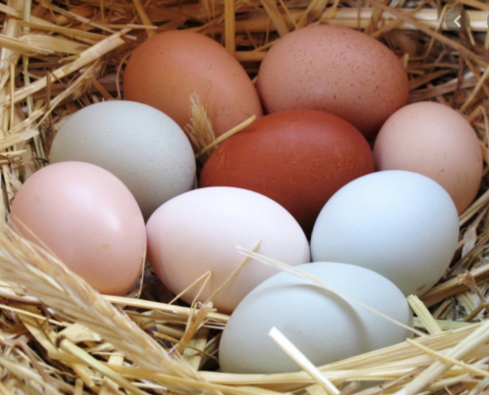 ตะกร้าใส่ไข่ ใส่ผักผลไม้ ลายแม่ไก่ตัวอ้วน สีขาว ขนาดกลาง