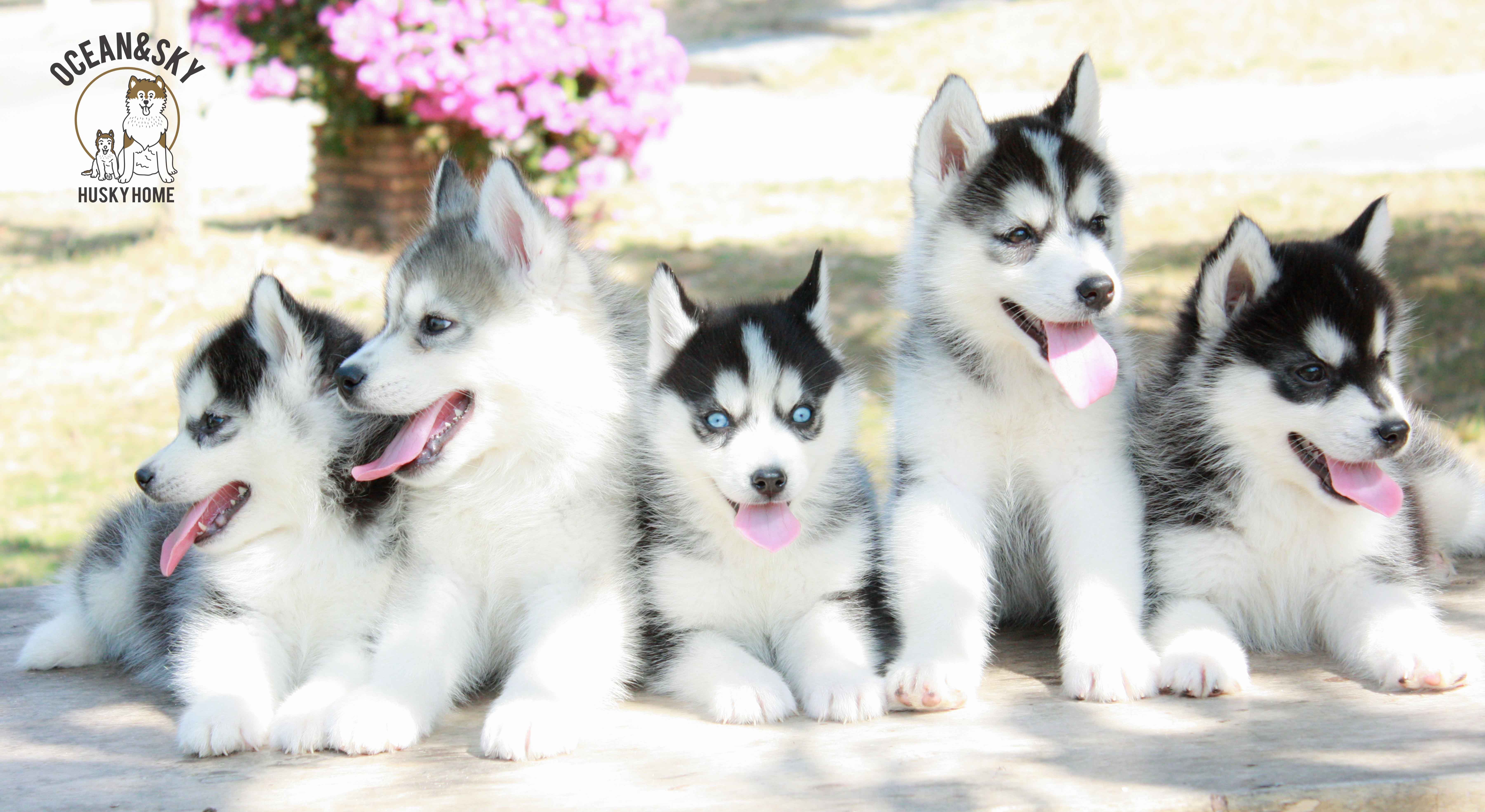 ขายสุนัขพันธุ์ ไซบีเรียน ฮัสกี้ ฟาร์มไซบีเรียน บลูโต้+เนปจูน