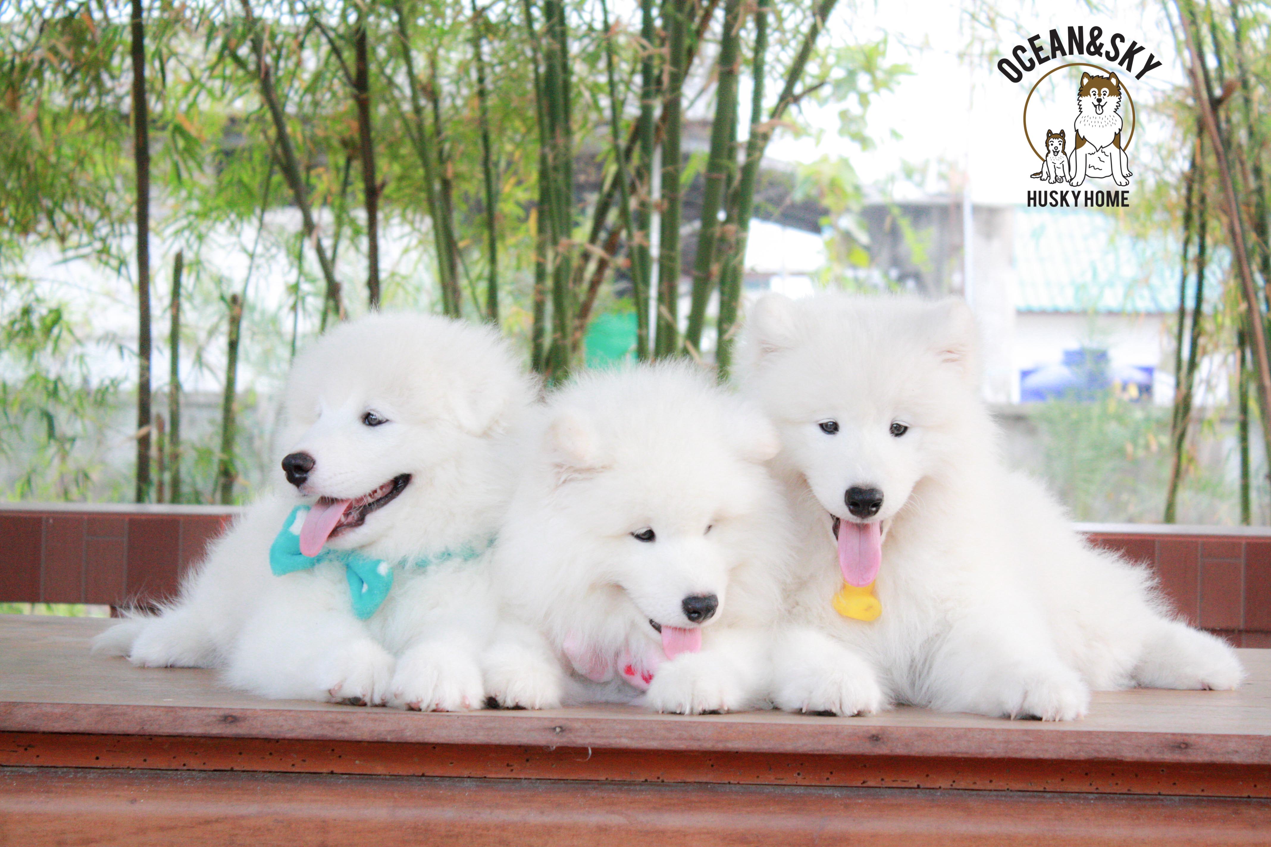 Samoyed , ซามอยด์ , ขายซามอยด์ , ขายSamoyed , ขายลูกสุนัขซามอยด์ ,ขายลูกสุนัขSamoyed