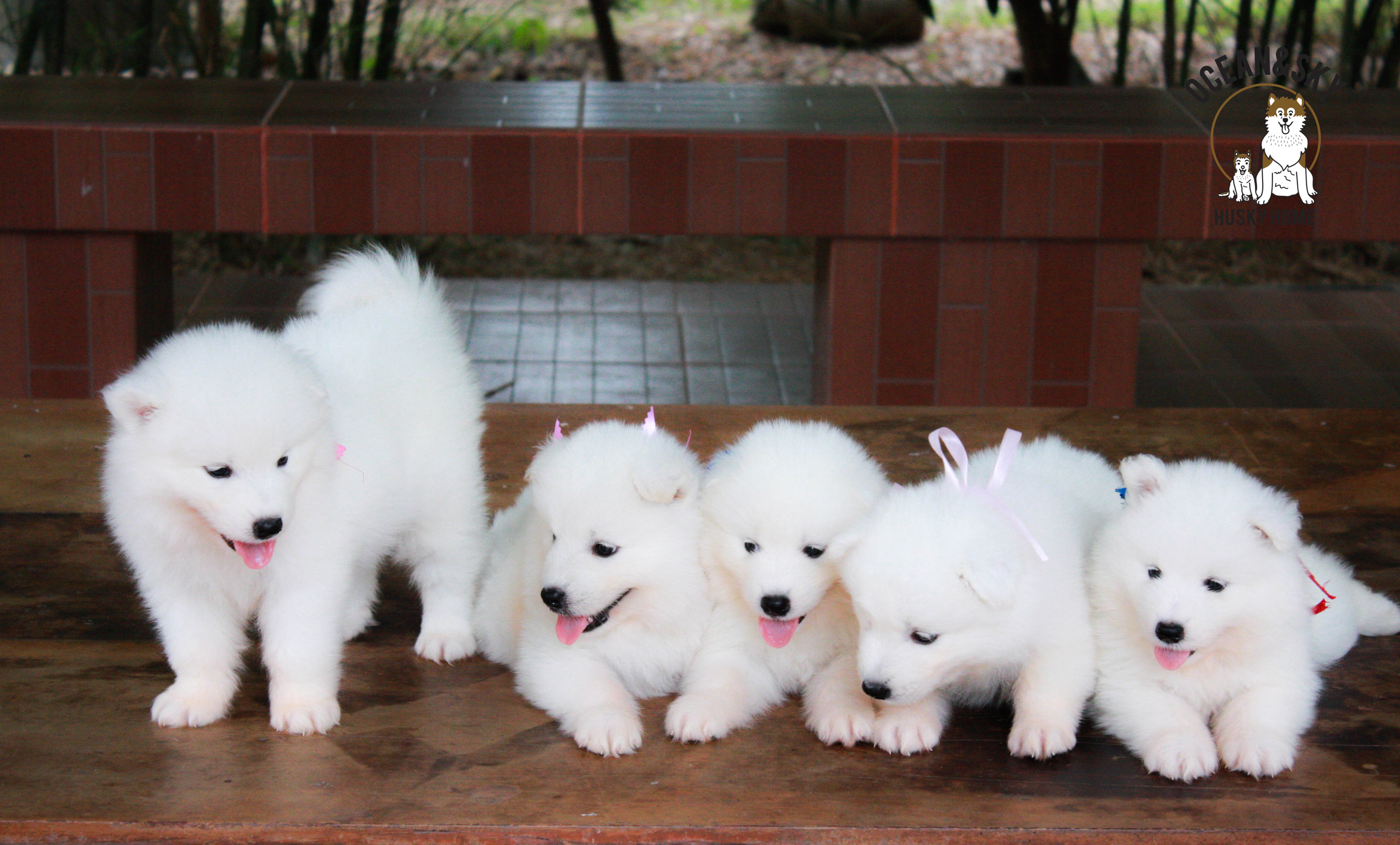 น้อง ซามอยด์ (Samoyed) อายุ 45 วันเปิดจองแล้วคาฟฟฟฟฟ 23/12/2561