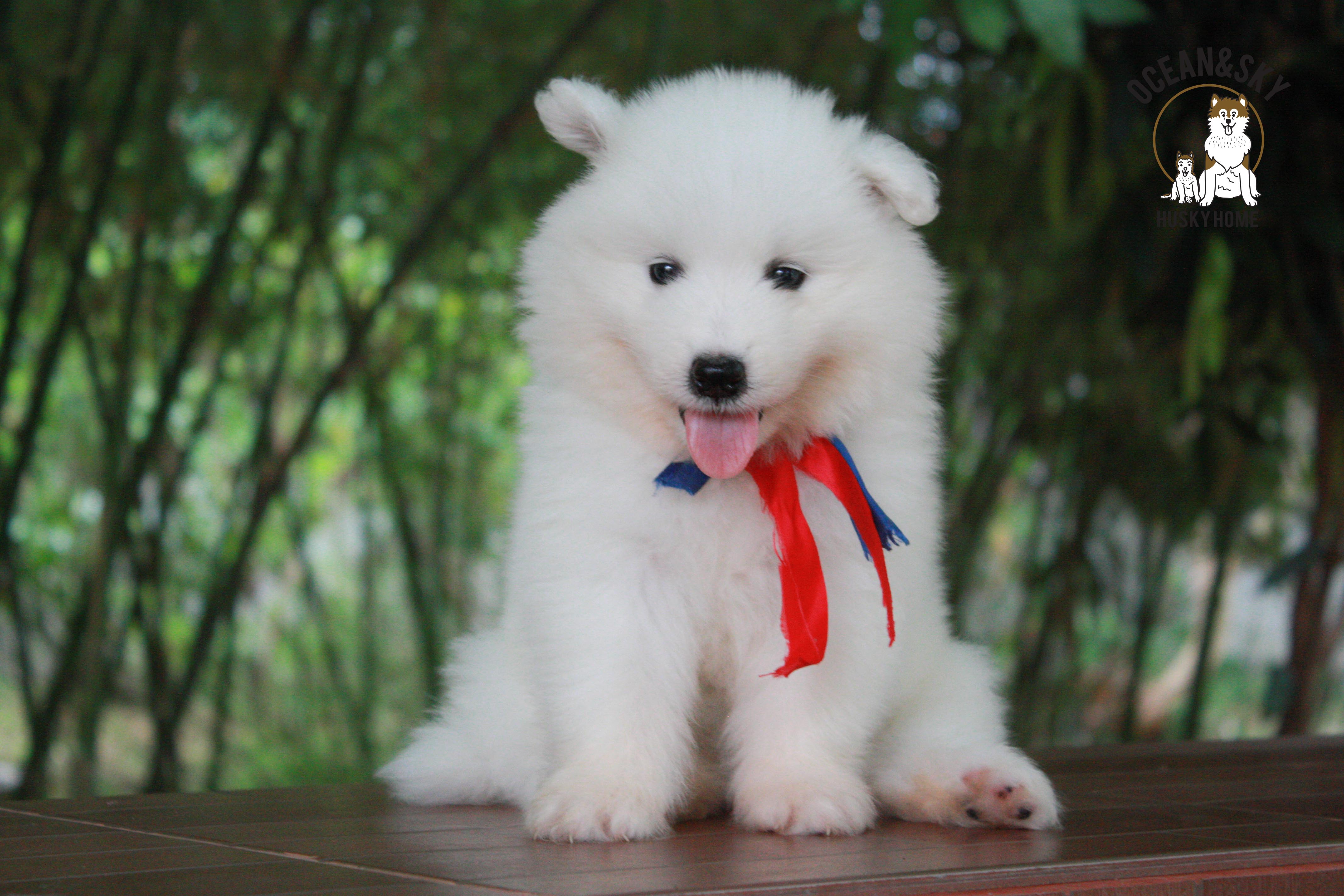 ซามอยด์ samoyed female