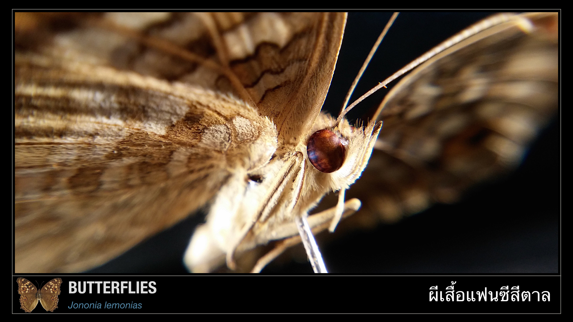 CUsmartlens Complete Set (เลนส์ขยาย เปลี่ยนมือถือเป็นกล้องจุลทรรศน์)