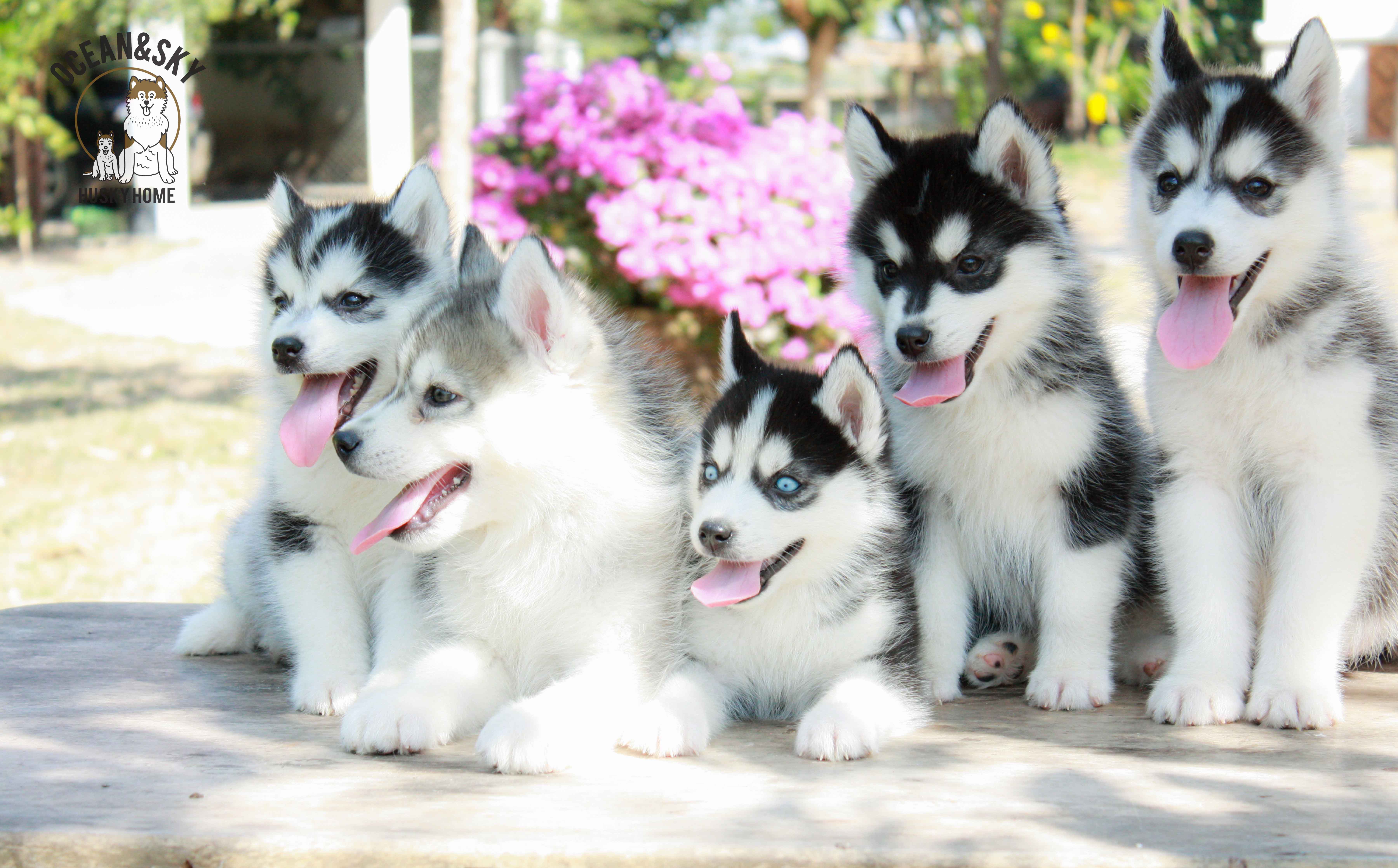 ขายสุนัขพันธุ์ ไซบีเรียน ฮัสกี้ ฟาร์มไซบีเรียน บลูโต้+เนปจูน