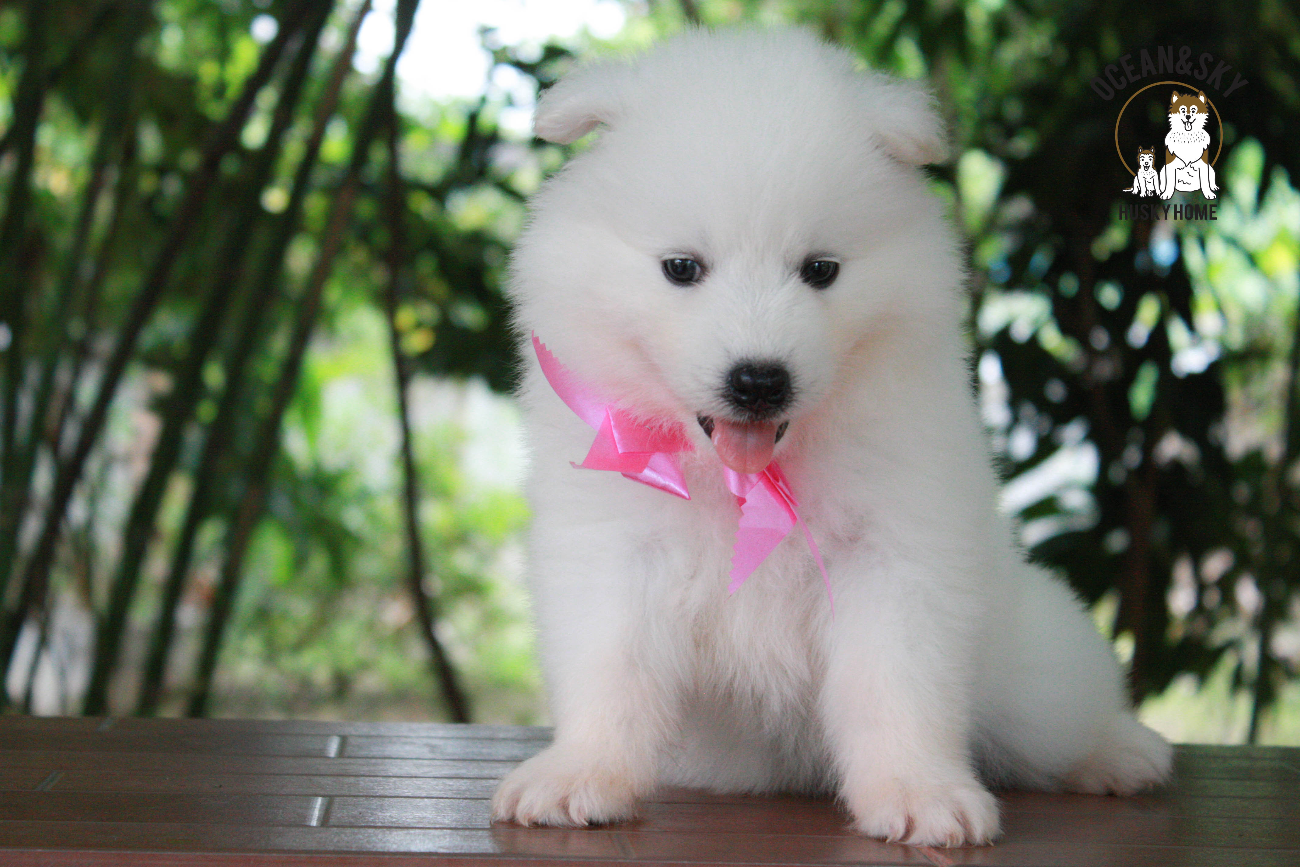 ซามอยด์ , samoyed , female