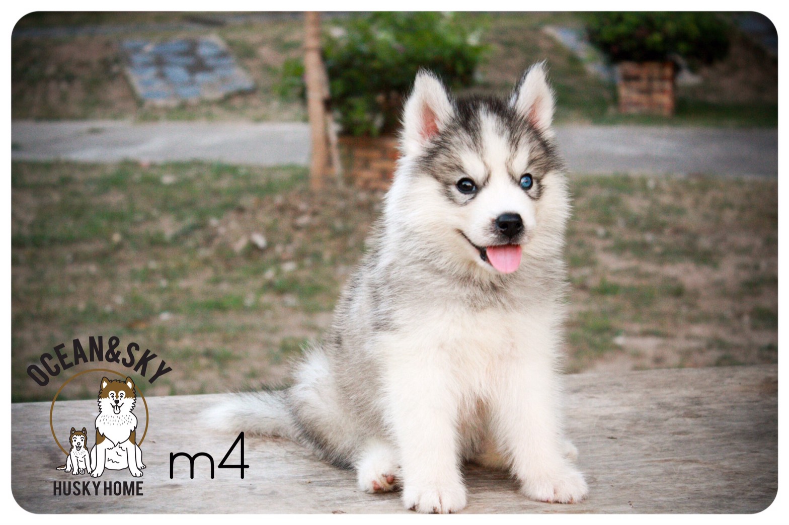 ลูกสุนัข ไซบีเรียน โอเชี่ยน + เนปจูน