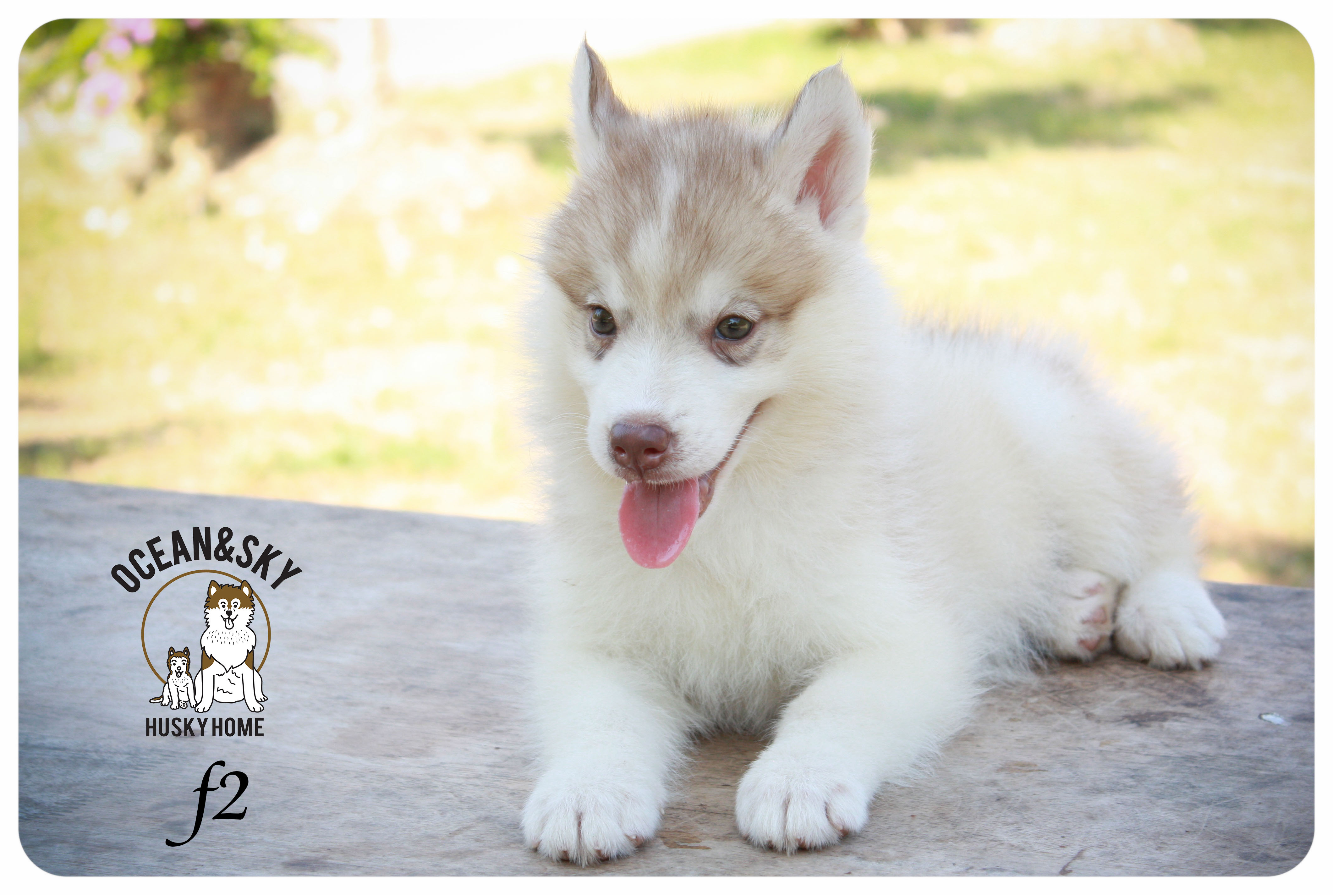 ลูกสุนัขไซบีเรียน โอเชี่ยน+สกาย