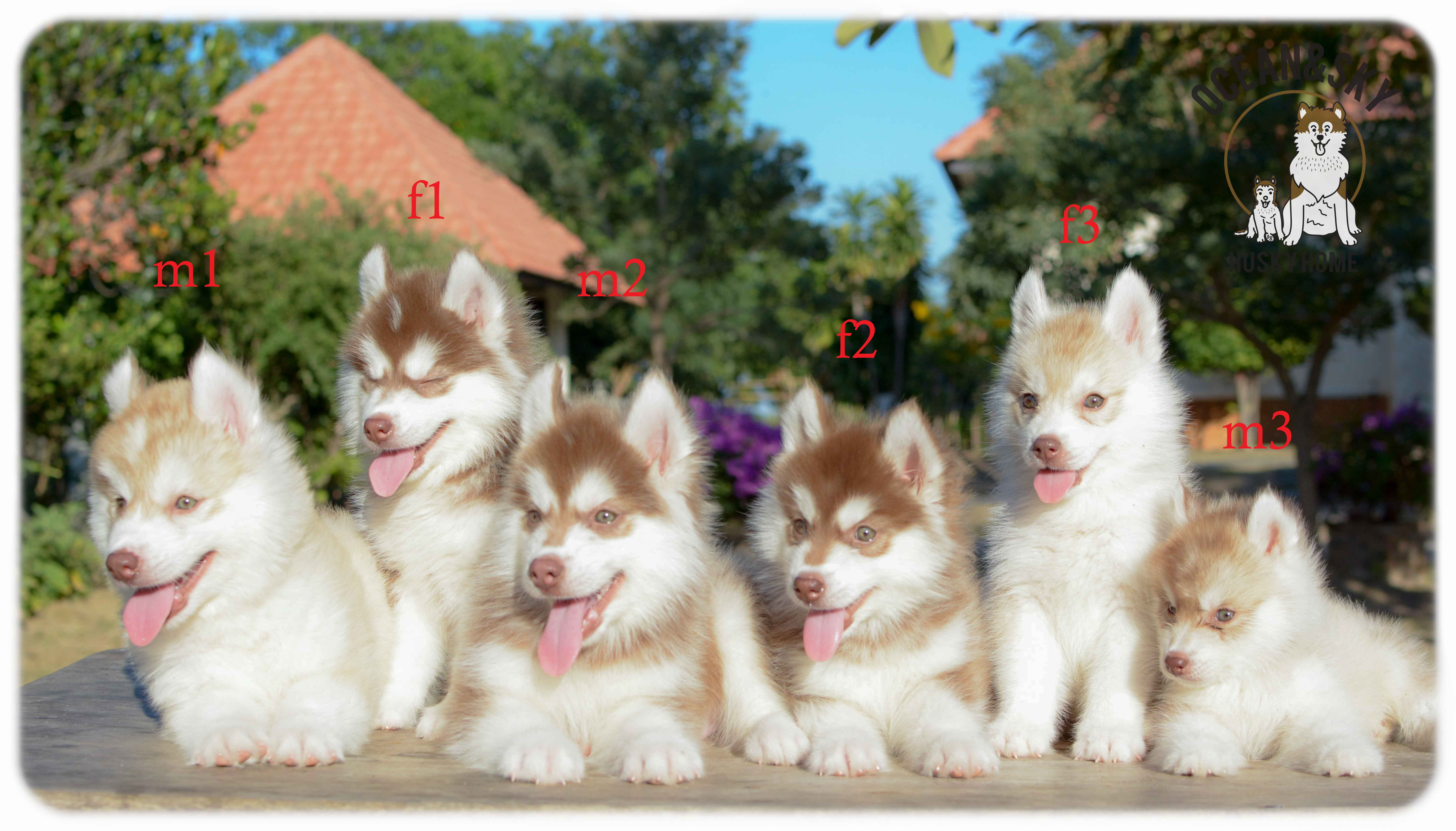 เปิดจองน้องๆไซบีเรียนขนฟู สีน่ารัก ผู้3ตัว เมีย3ตัว มันนี่ + แฮรี่