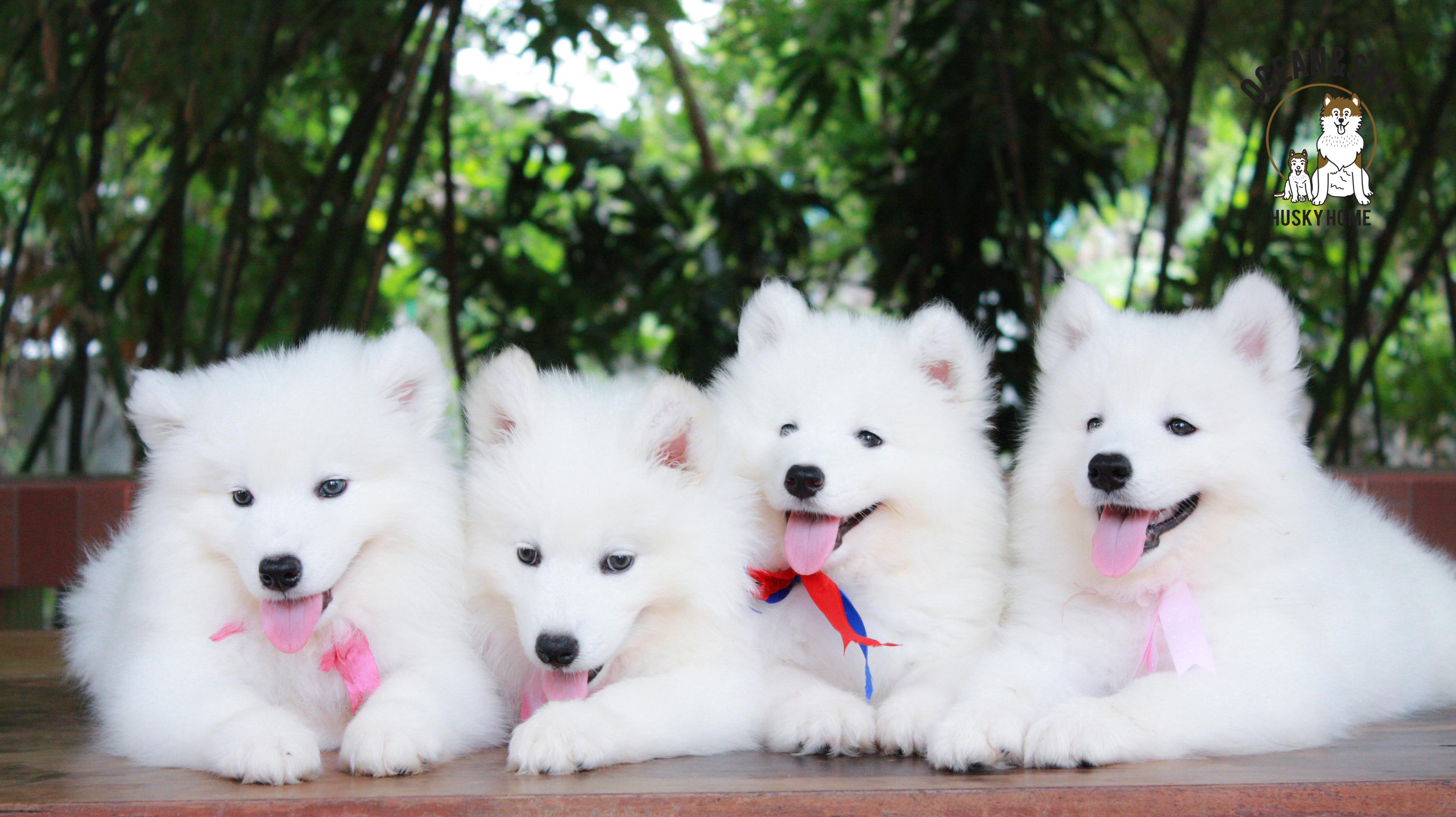ลูกสุนัข ซามอยด์ Samoyed