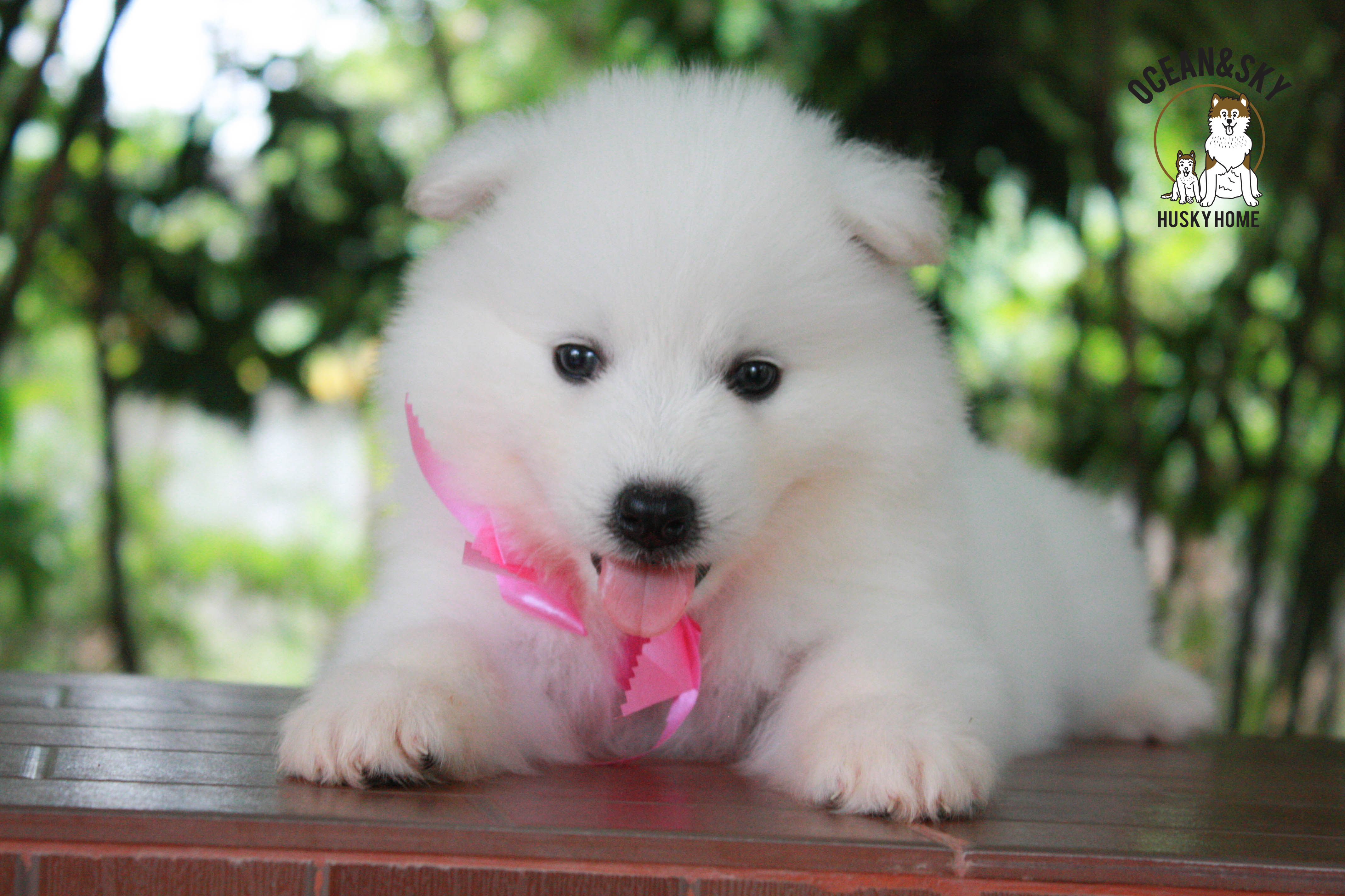 ซามอยด์ , samoyed , female